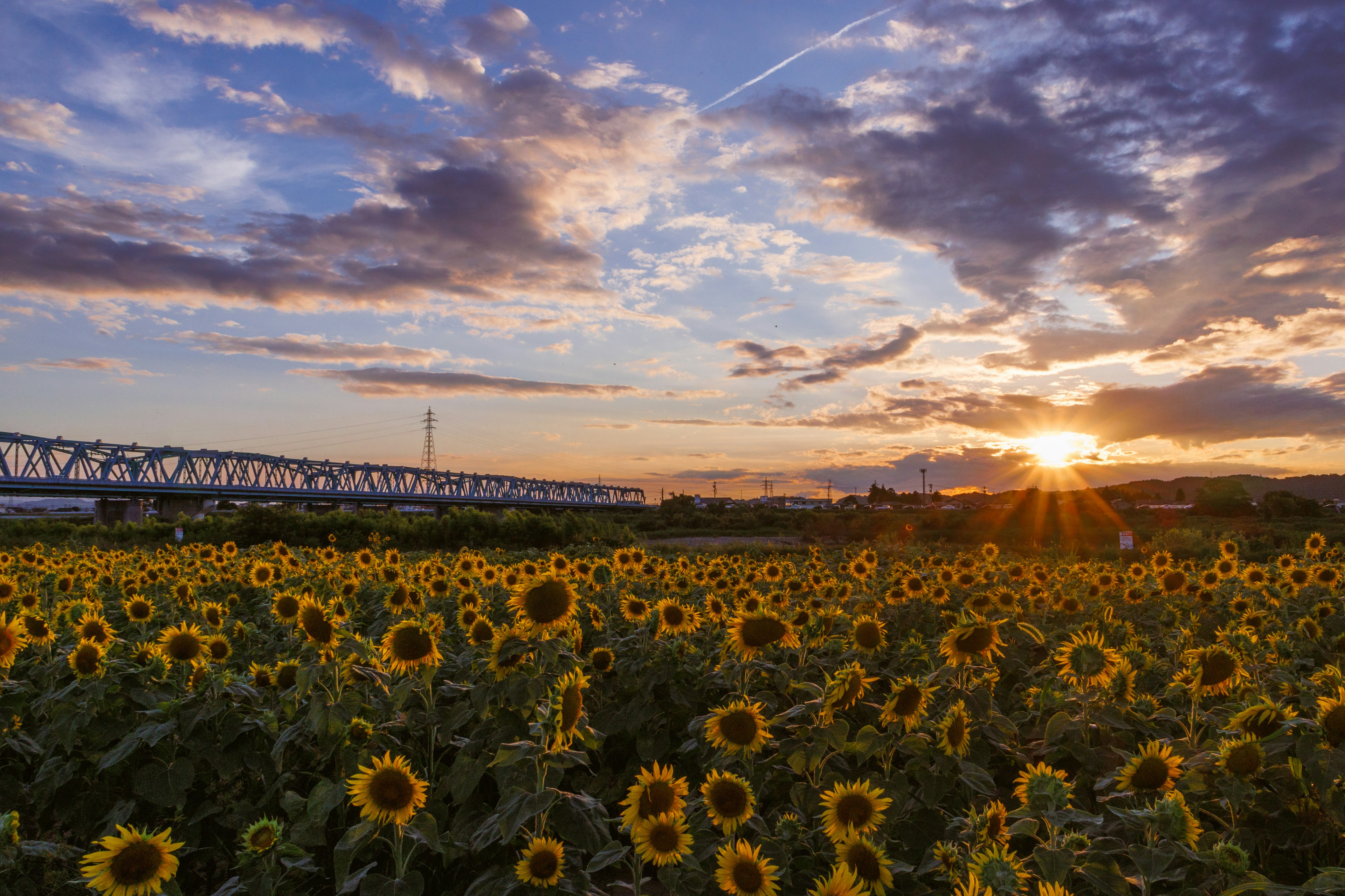 Champ de tournesols au coucher du soleil avec un pont en arrière-plan