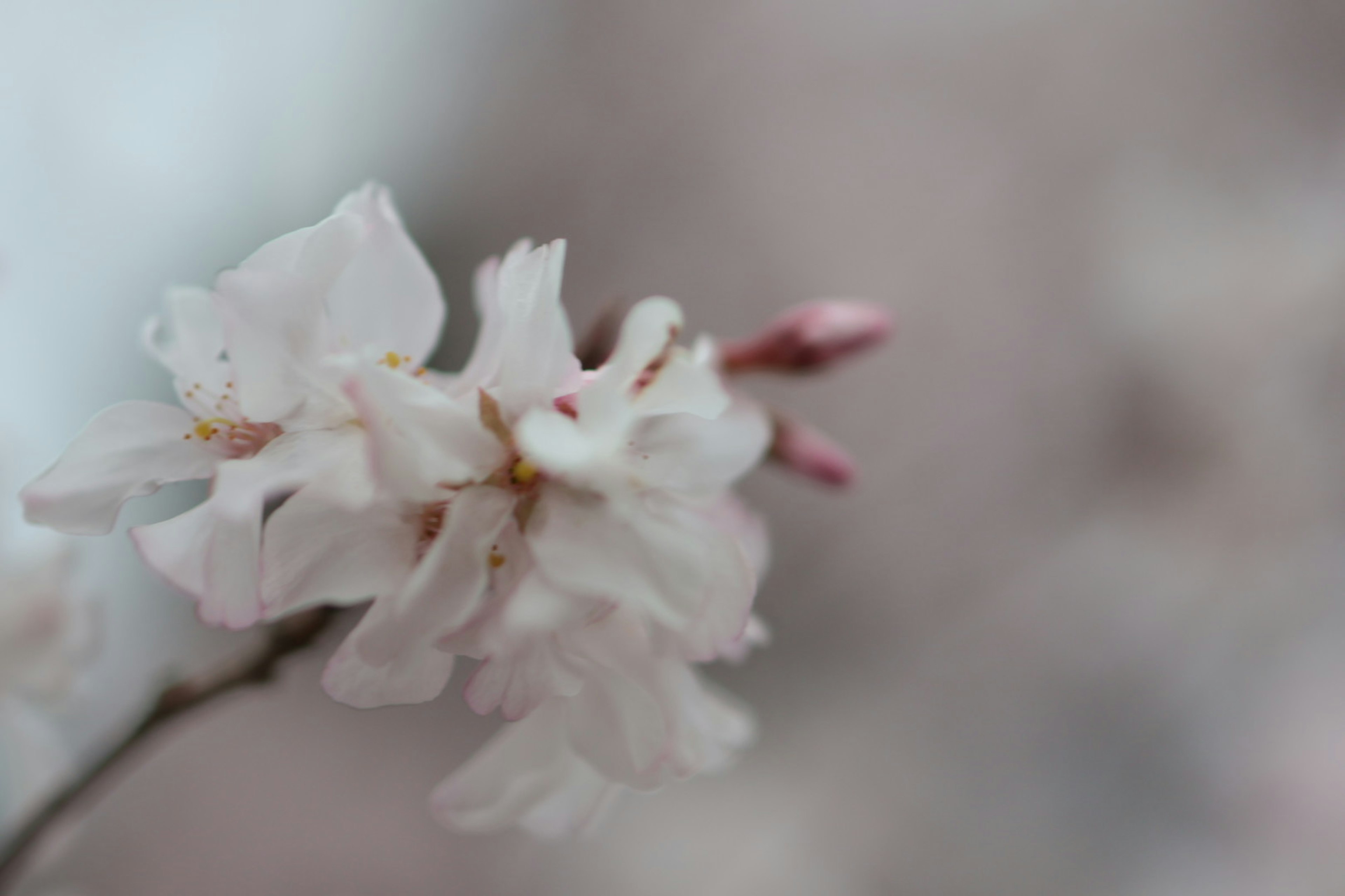 Fiori di ciliegio rosa delicati su uno sfondo morbido