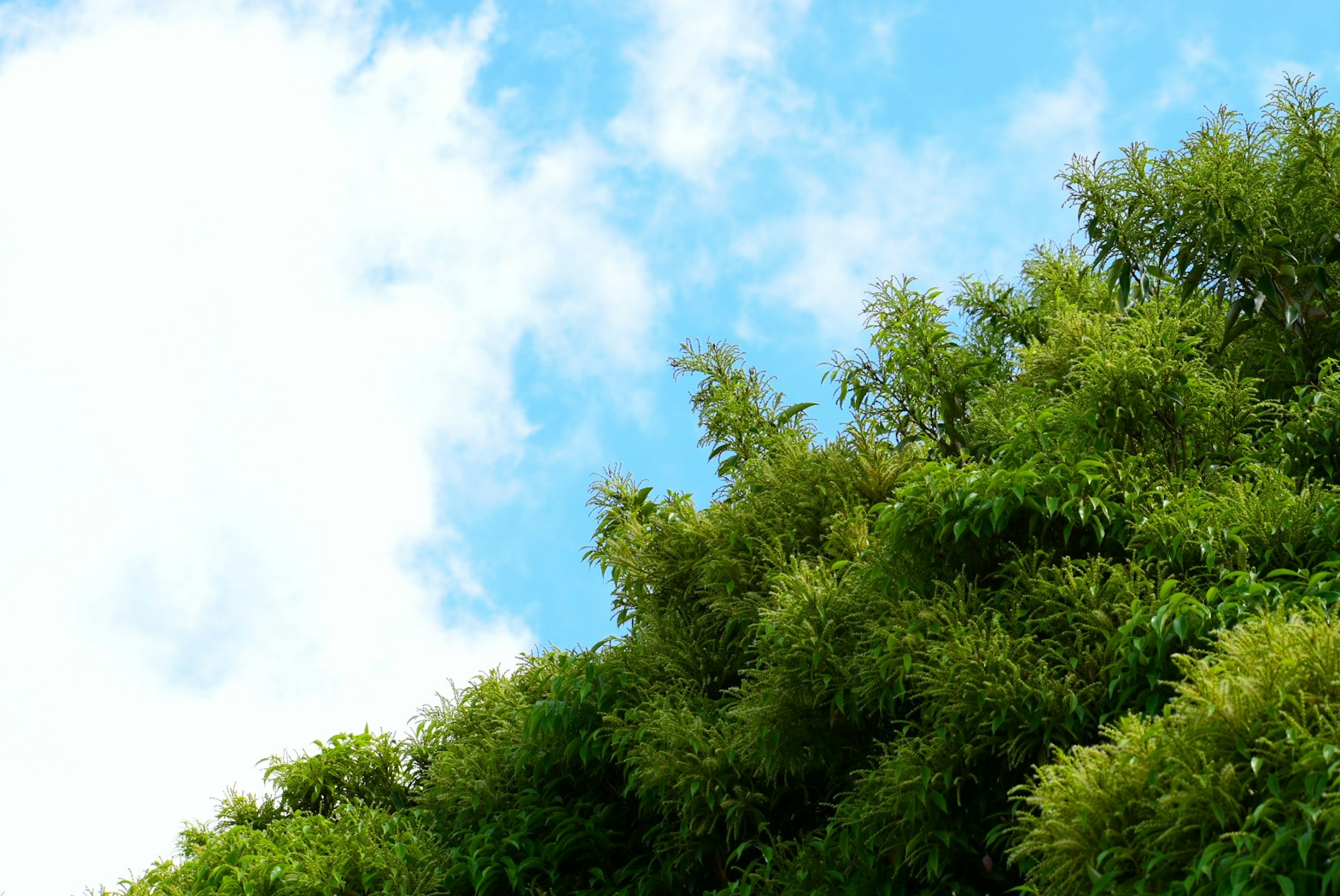 Landschaft mit blauem Himmel und grünem Laub