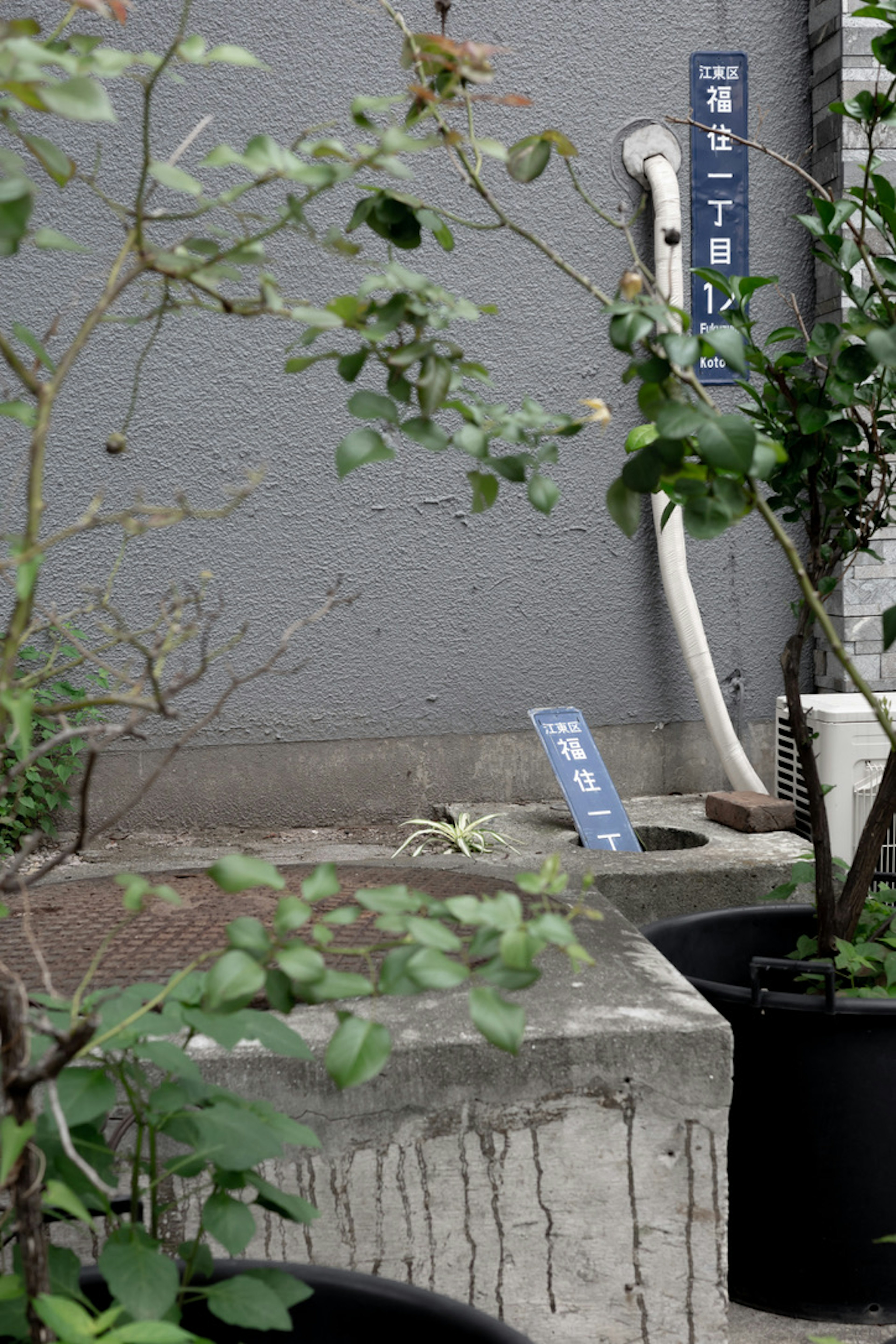 Área de concreto con plantas y un tubo de drenaje