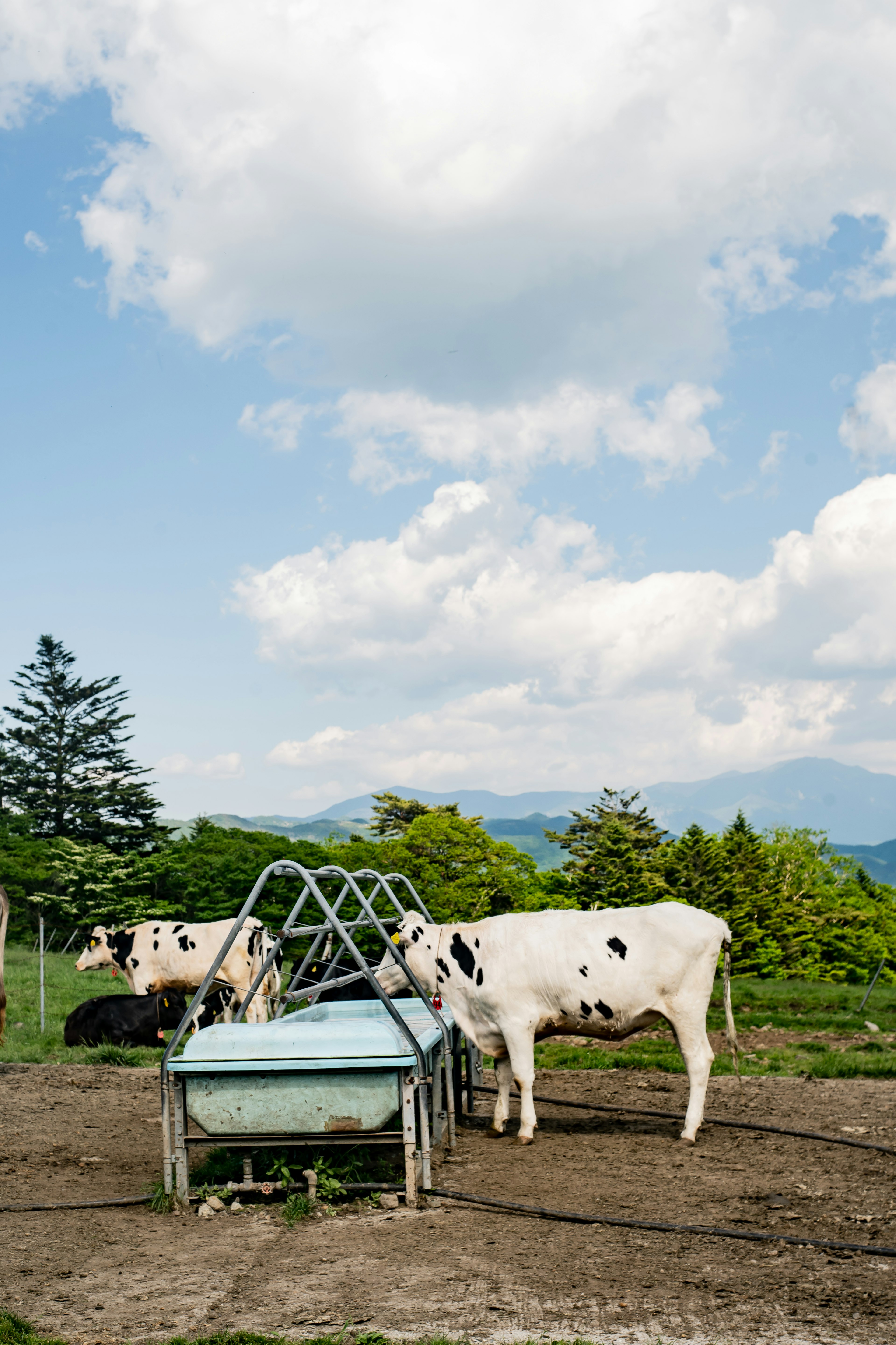 Vacas pastando en un prado con un bebedero y cielo azul