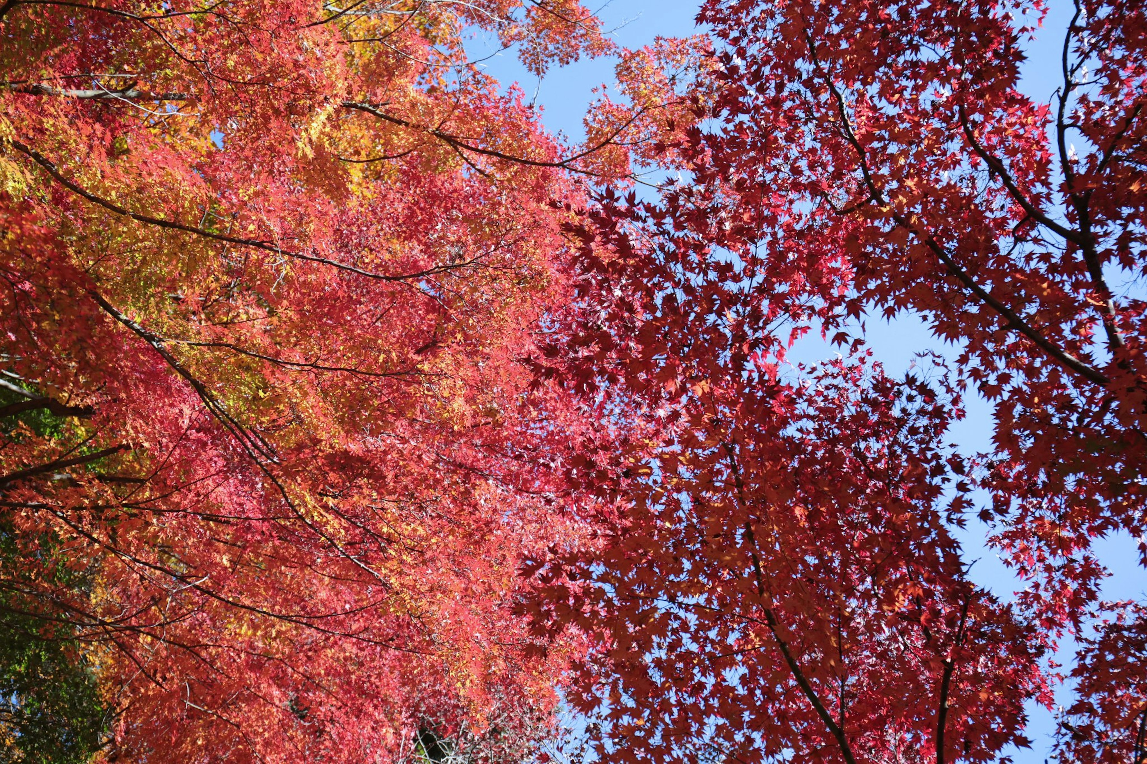 Paesaggio di alberi con foglie autunnali rosse e arancioni vivaci