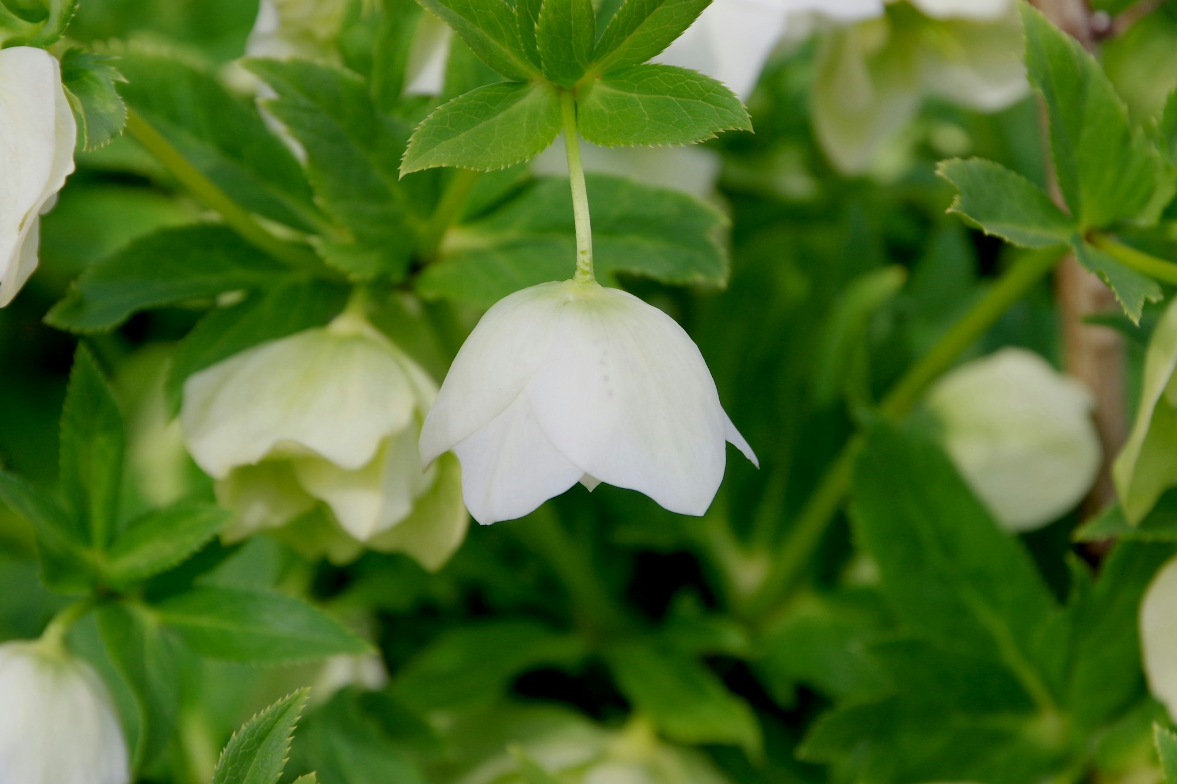 白い花と緑の葉が特徴の植物のクローズアップ