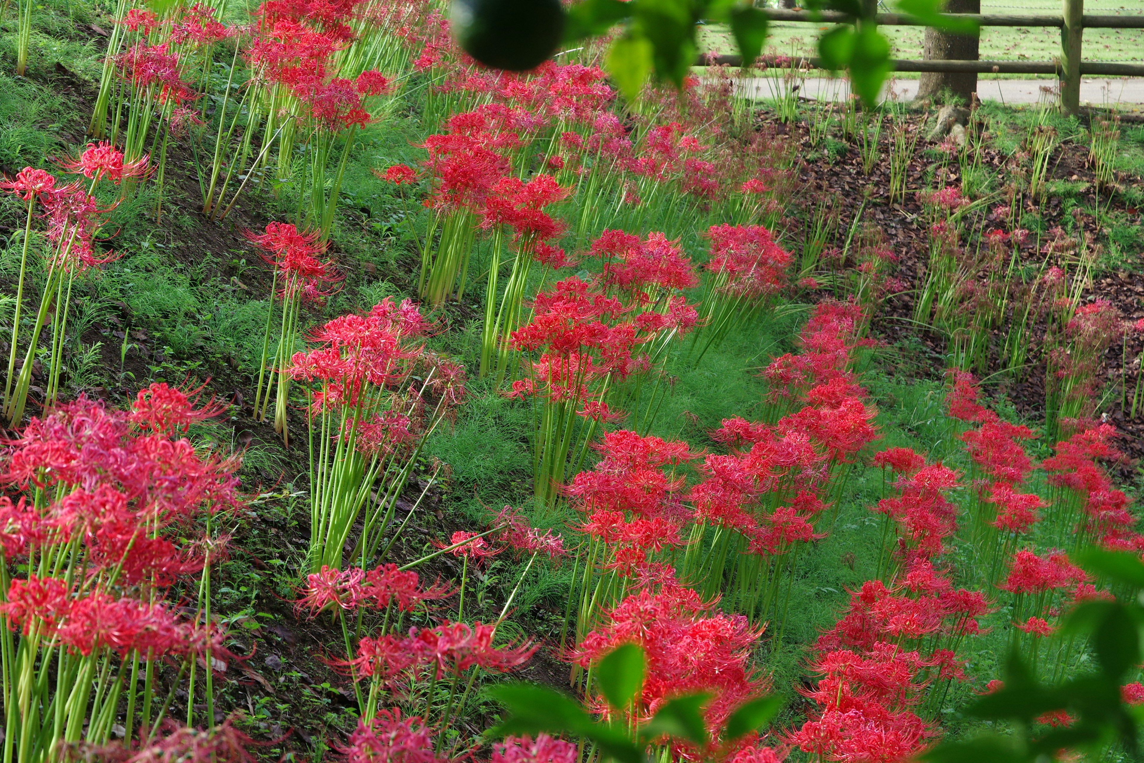 Eine Landschaft voller blühender roter Spinnenlilien