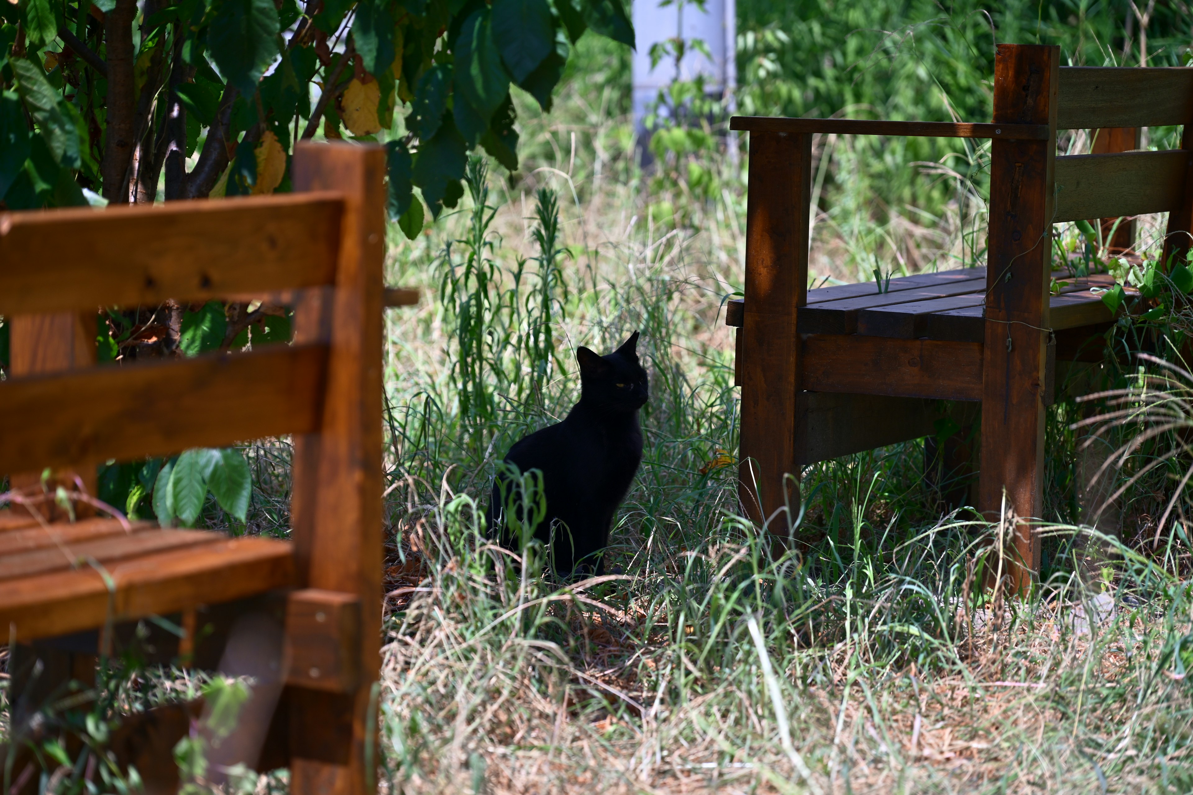 Eine schwarze Katze läuft zwischen Holzstühlen, umgeben von grünen Pflanzen