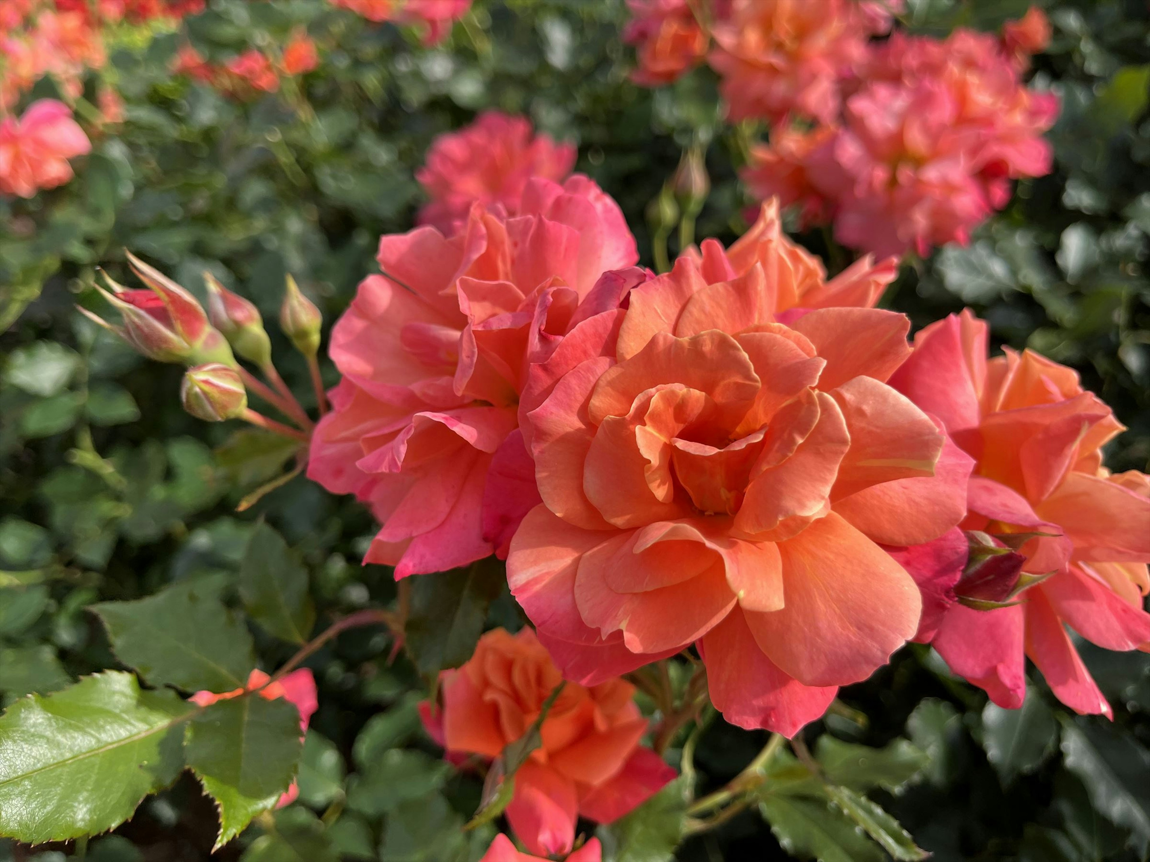 Roses orange vibrantes en fleurs dans un jardin