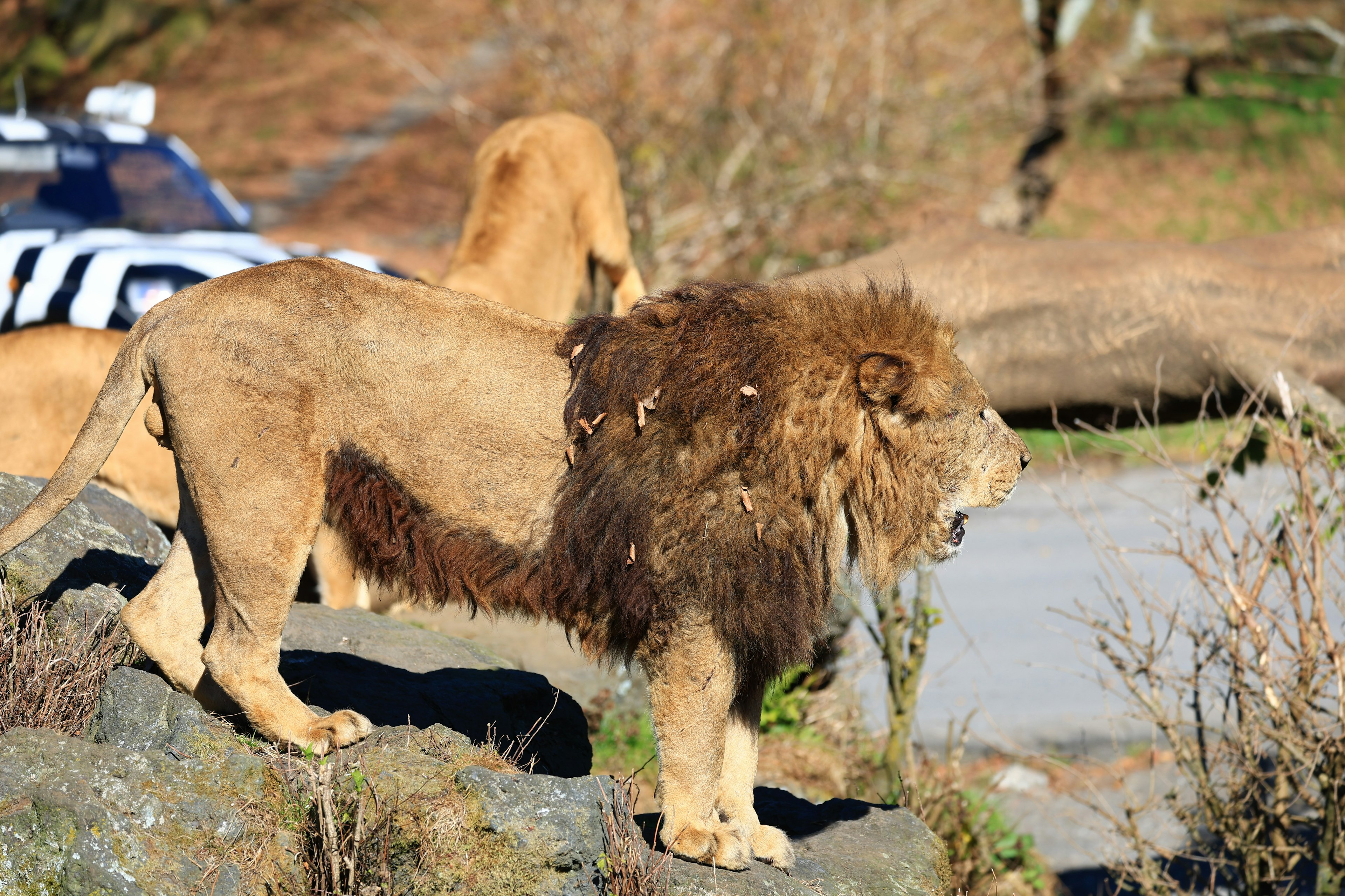 Un lion mâle majestueux debout sur un rocher avec d'autres animaux en arrière-plan