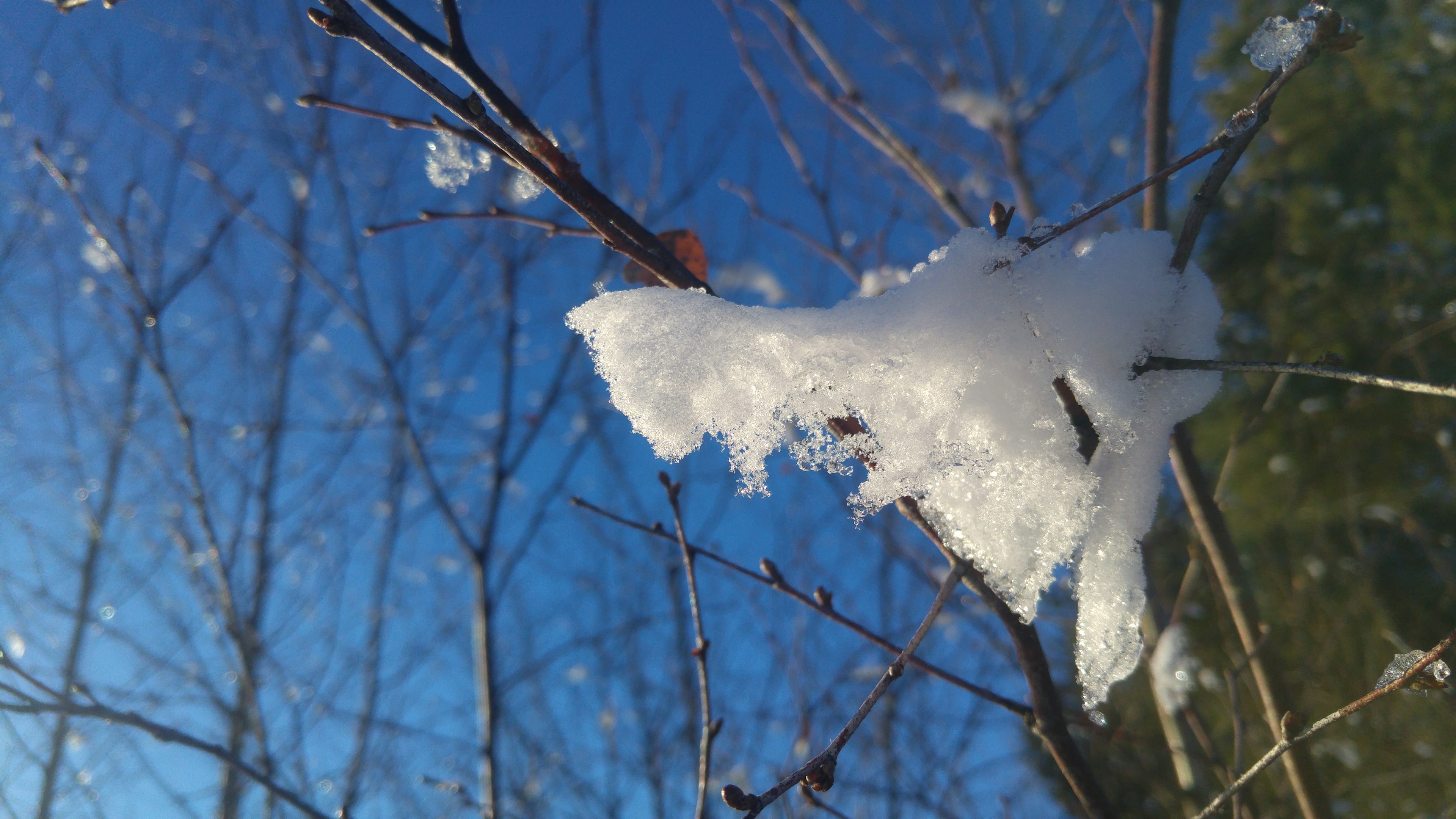 Branche couverte de neige contre un ciel bleu clair