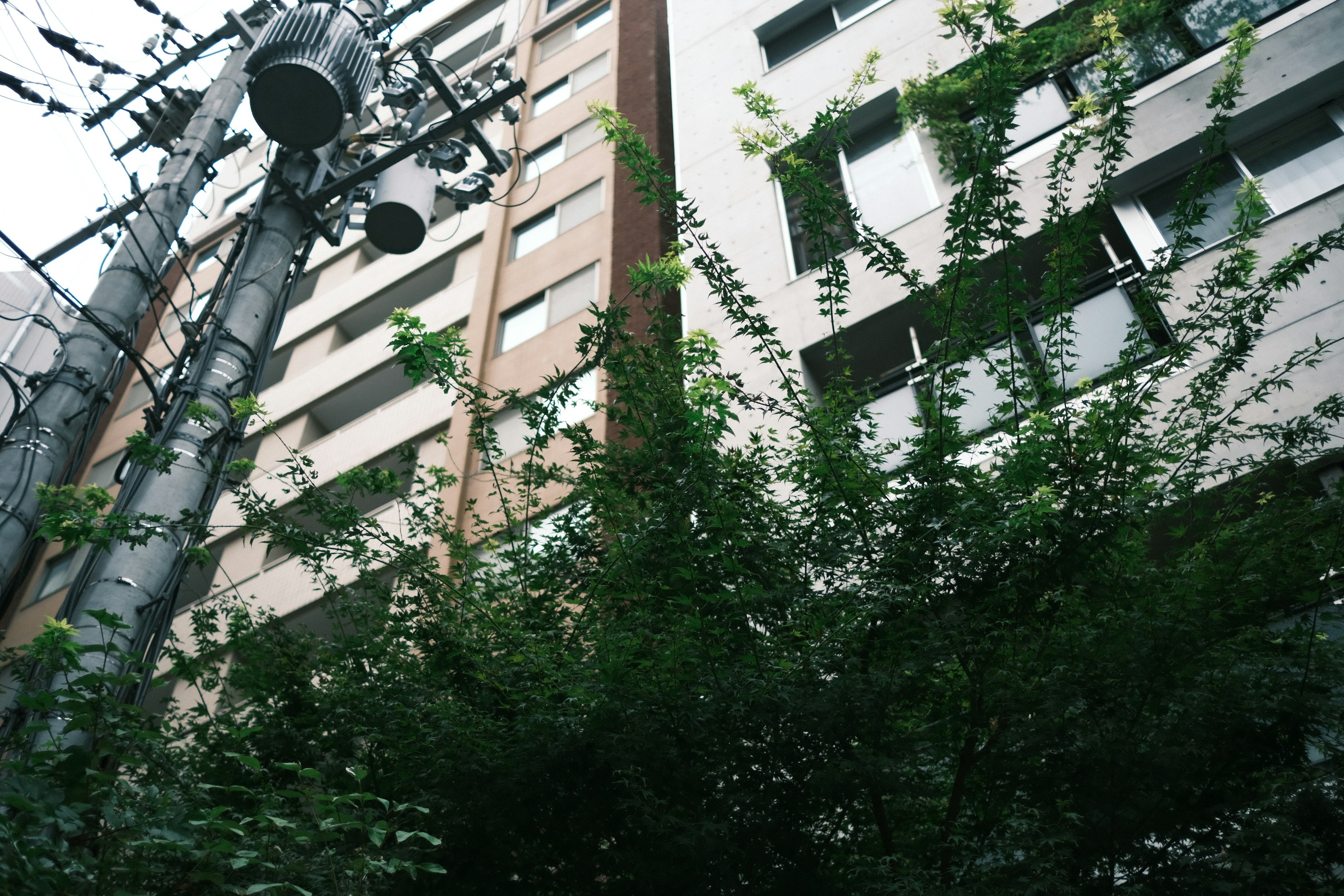 A view of a building with green plants and utility poles