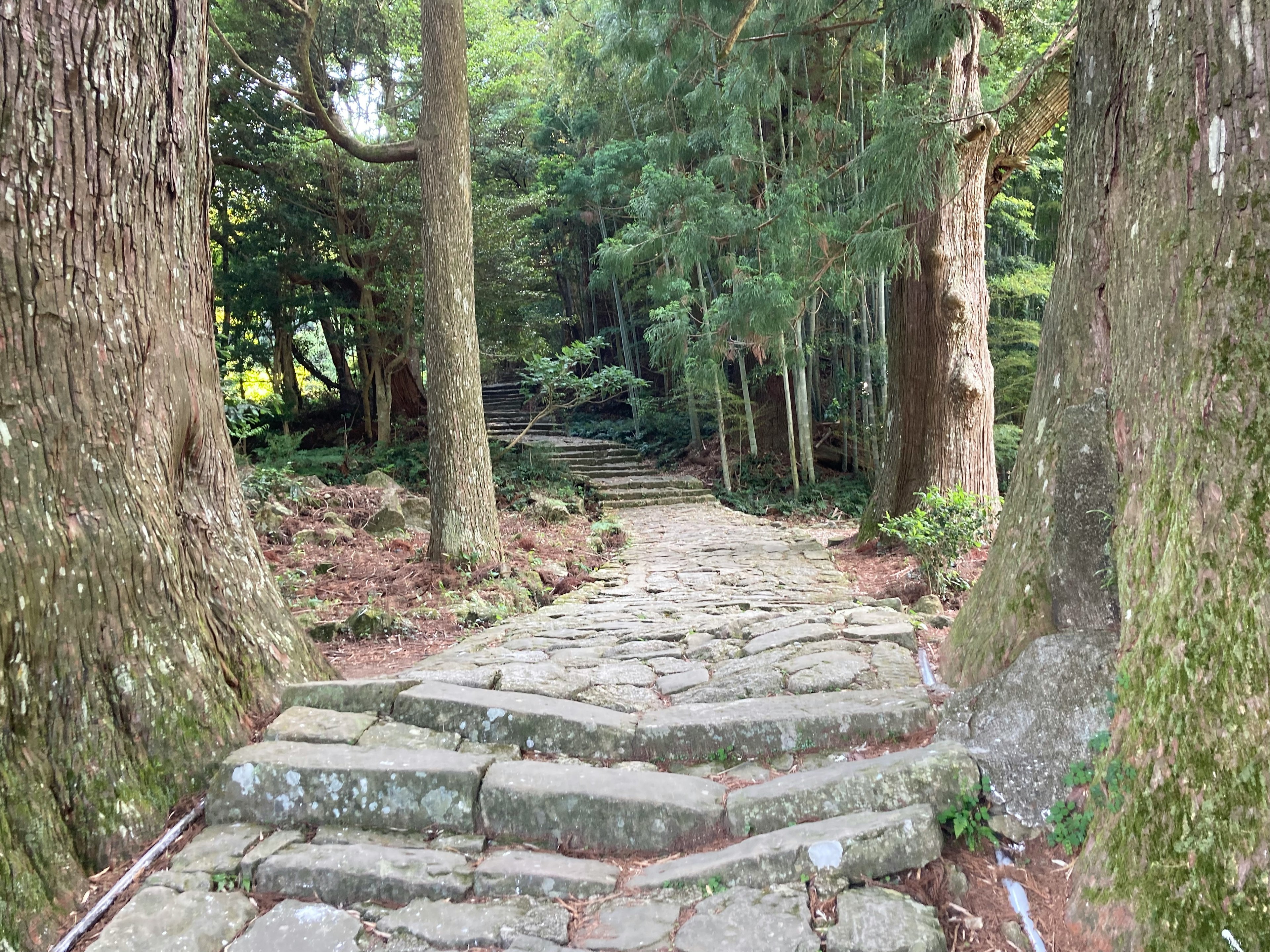 Steinige Treppe, die einen von Bäumen umgebenen Weg hinunterführt