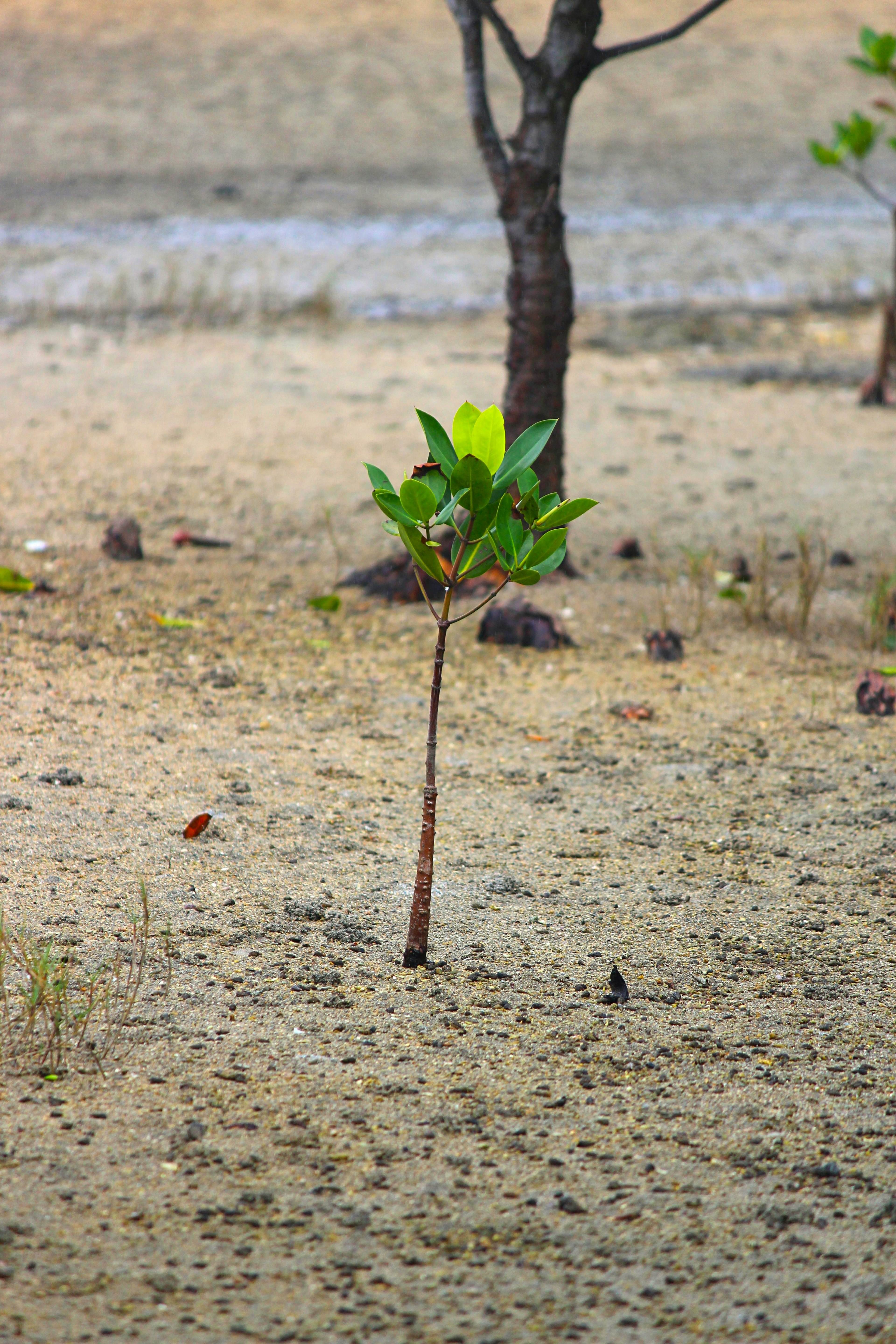 A small tree standing in sandy soil