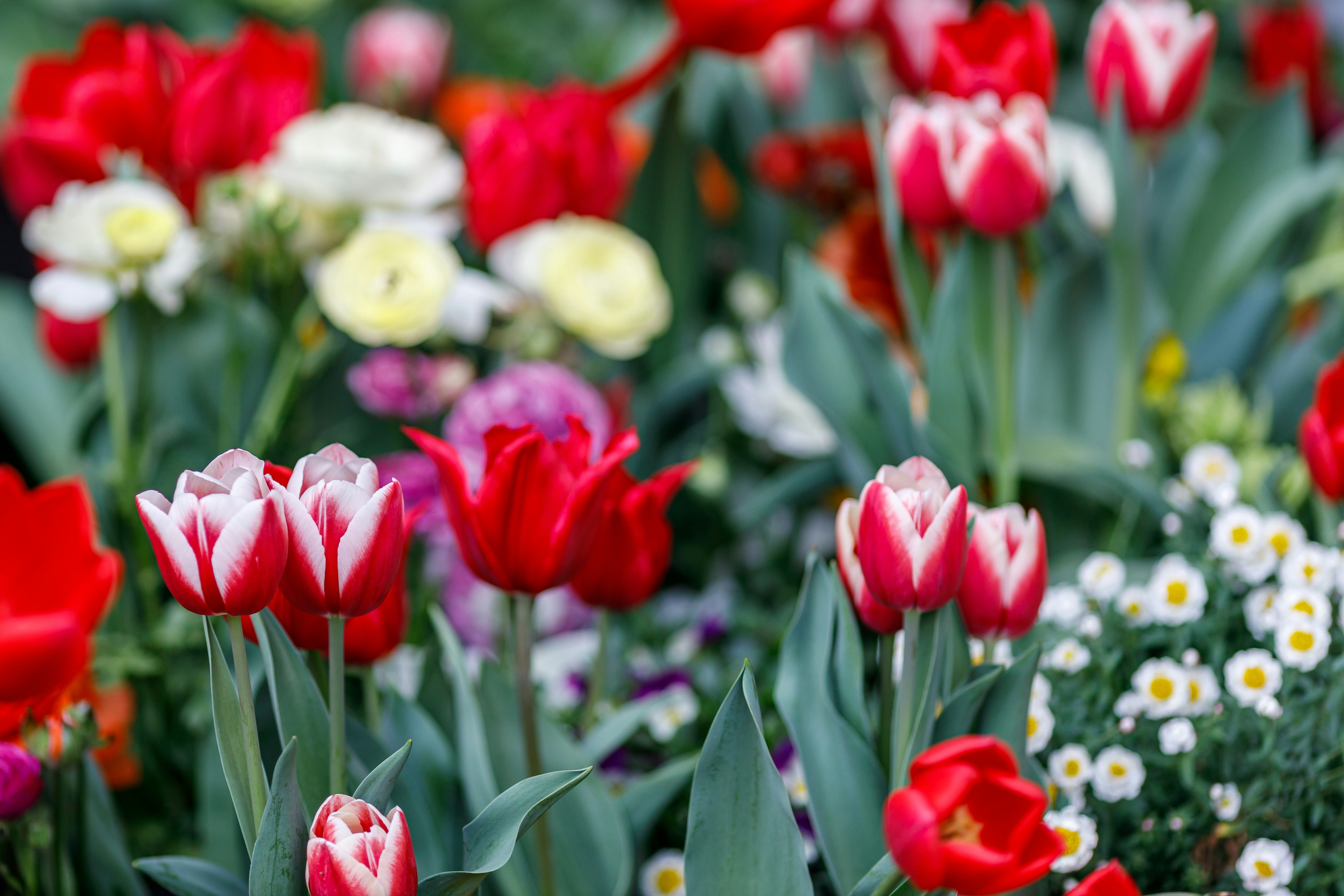 Một bồn hoa đẹp với hoa tulip đỏ và trắng