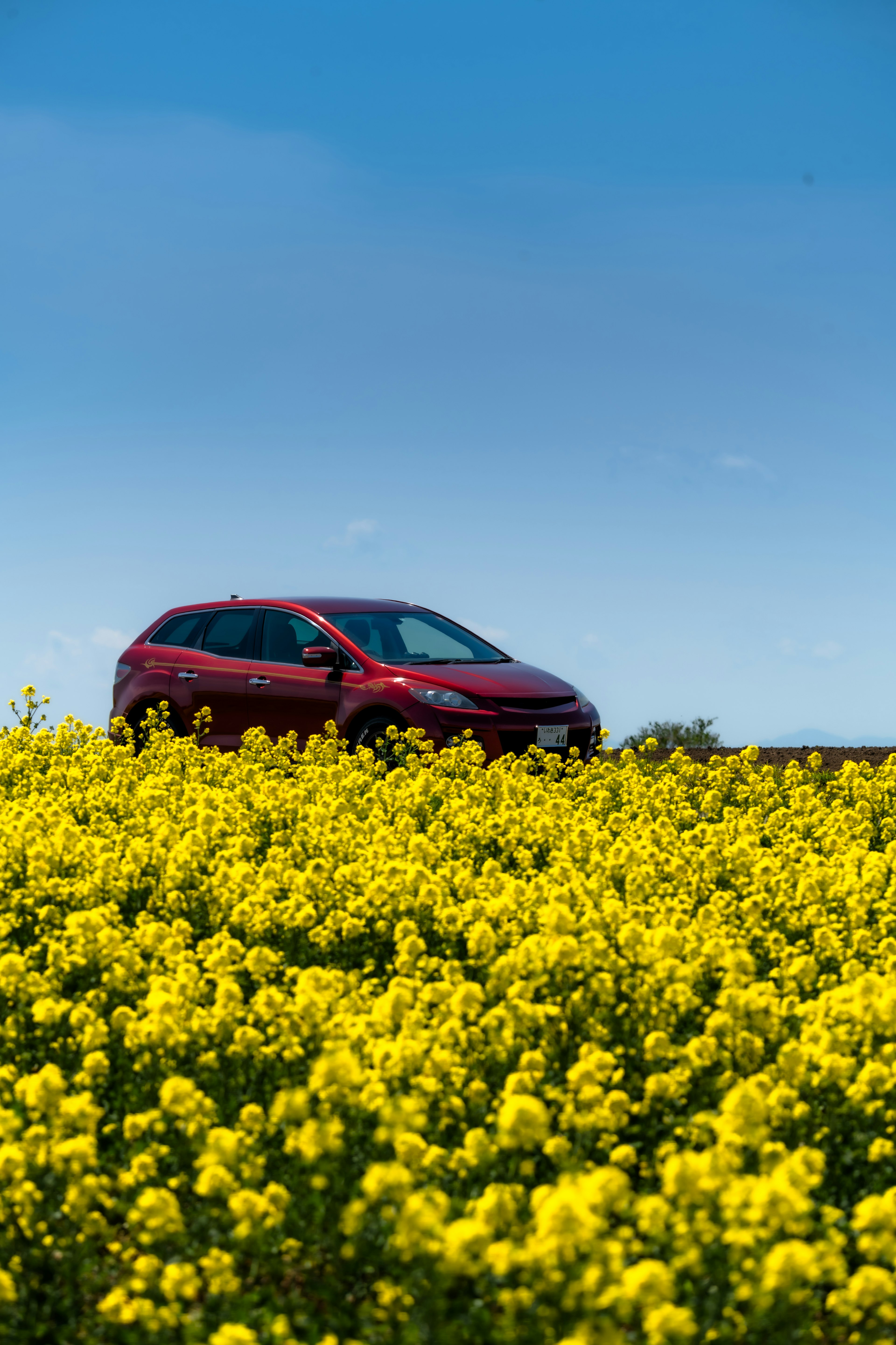 赤い車が黄色い菜の花畑の中に停まっている