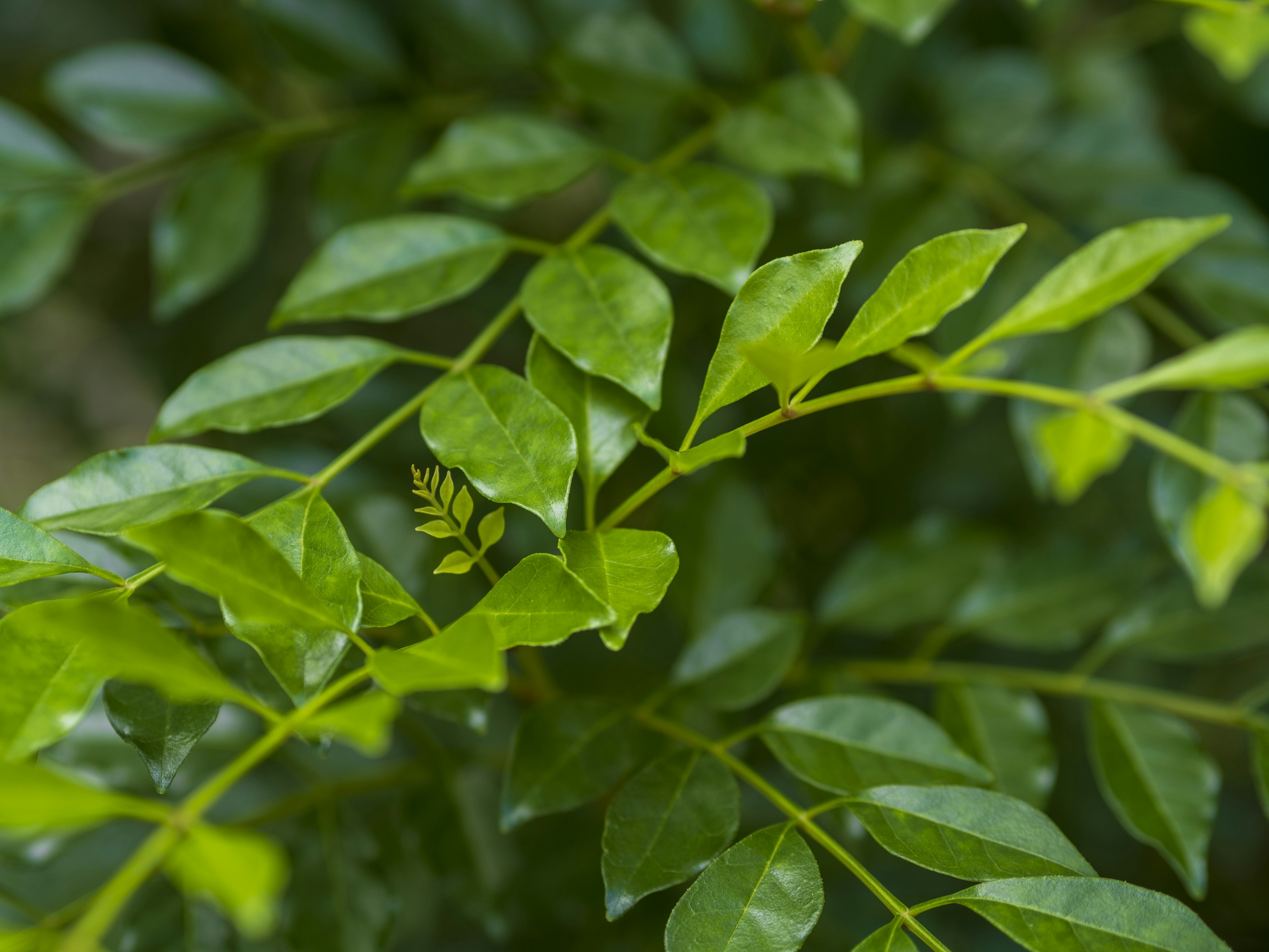 Gros plan sur un feuillage vert luxuriant avec différentes formes de feuilles