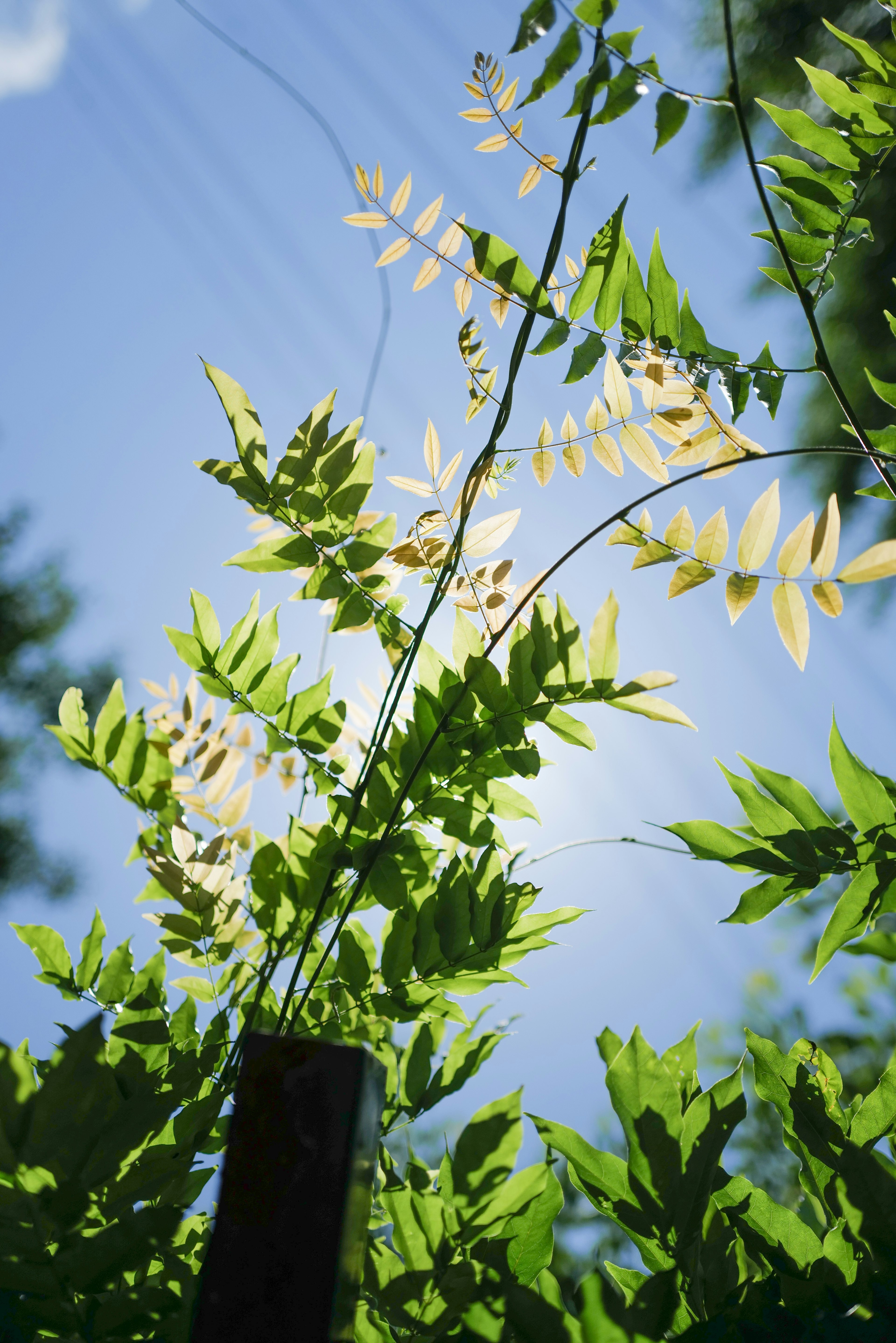 Feuilles vertes et nervures lumineuses sur fond de ciel bleu