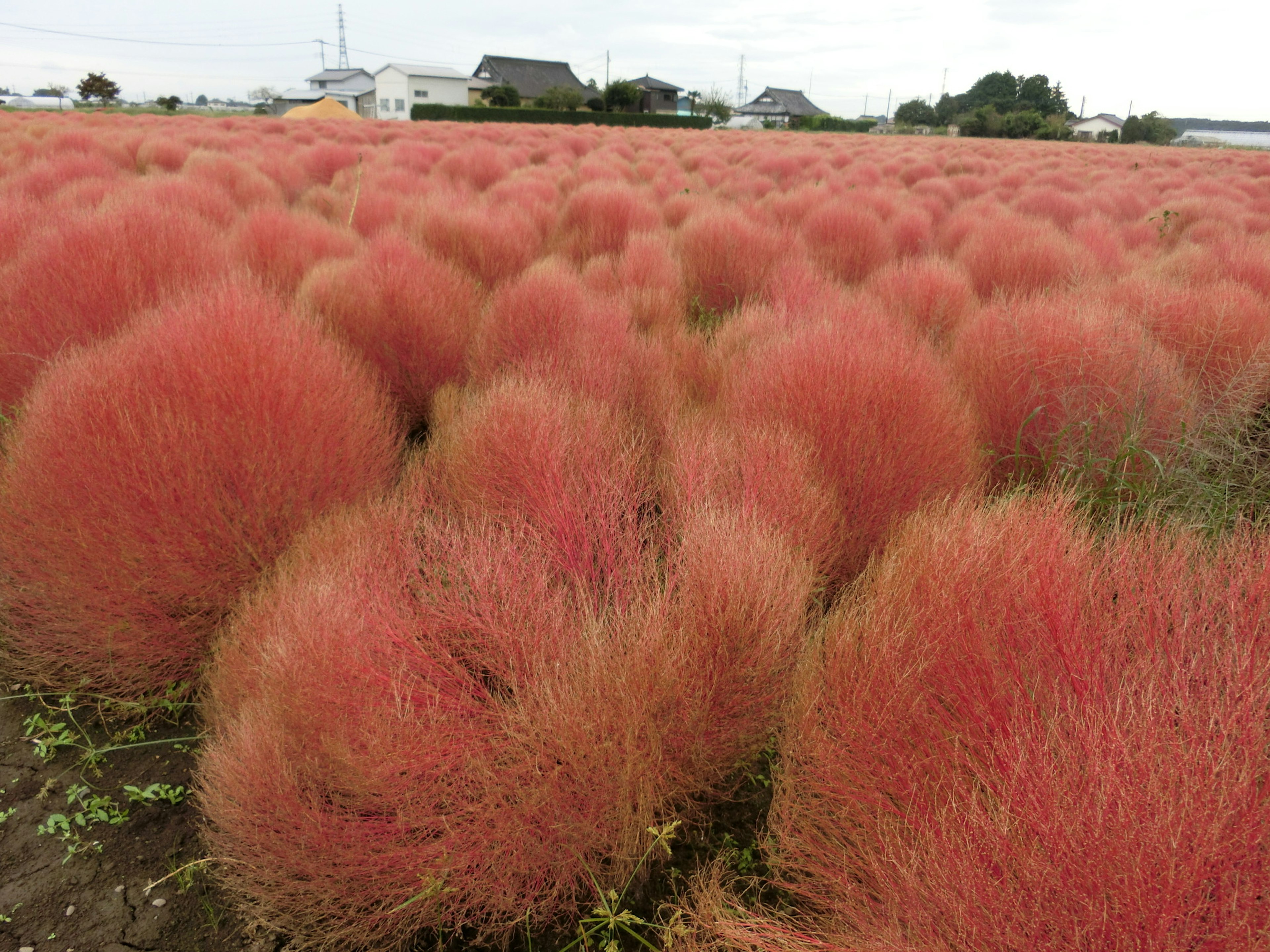 赤いコキアの群生が広がる風景