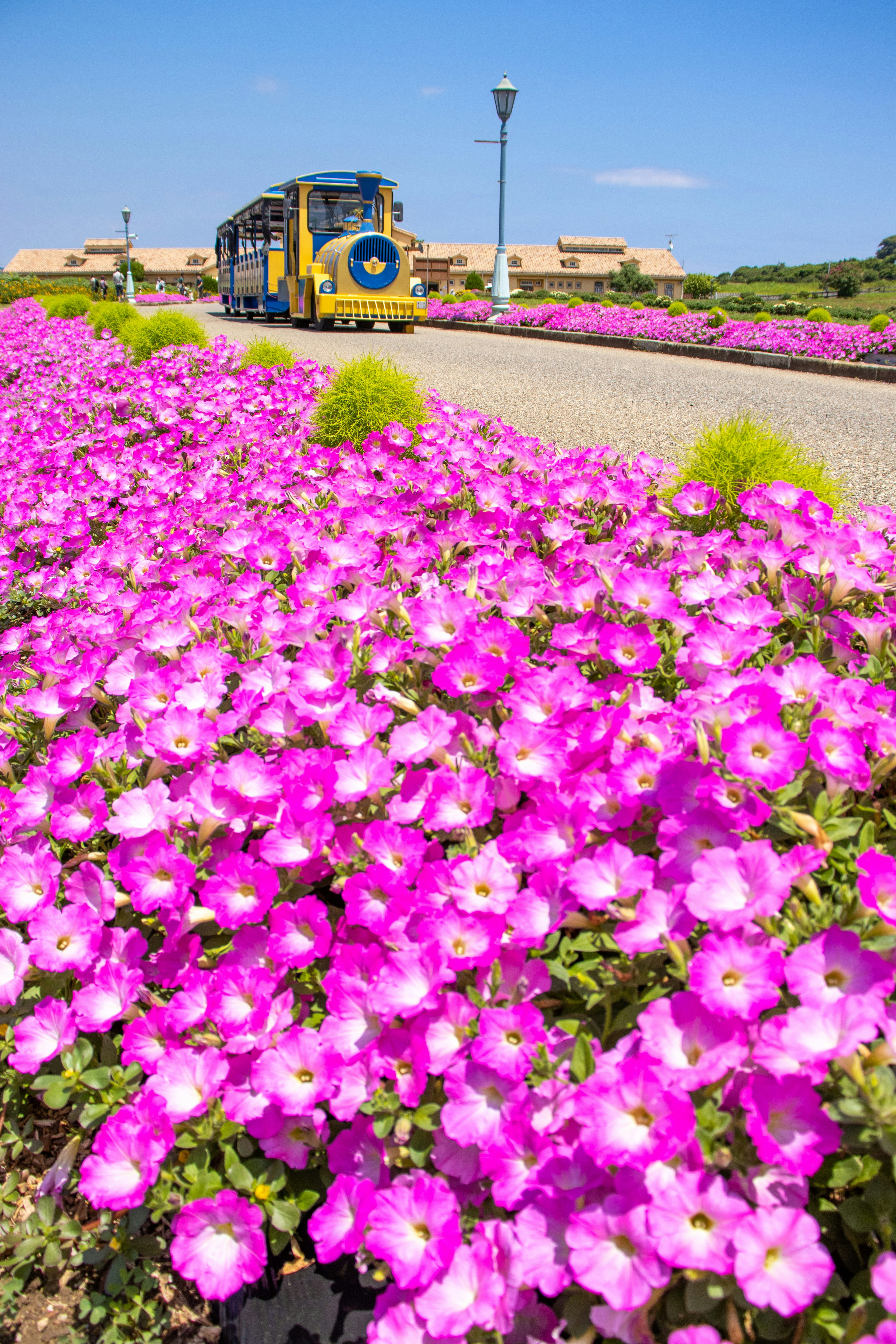 色とりどりの花が咲く風景と列車