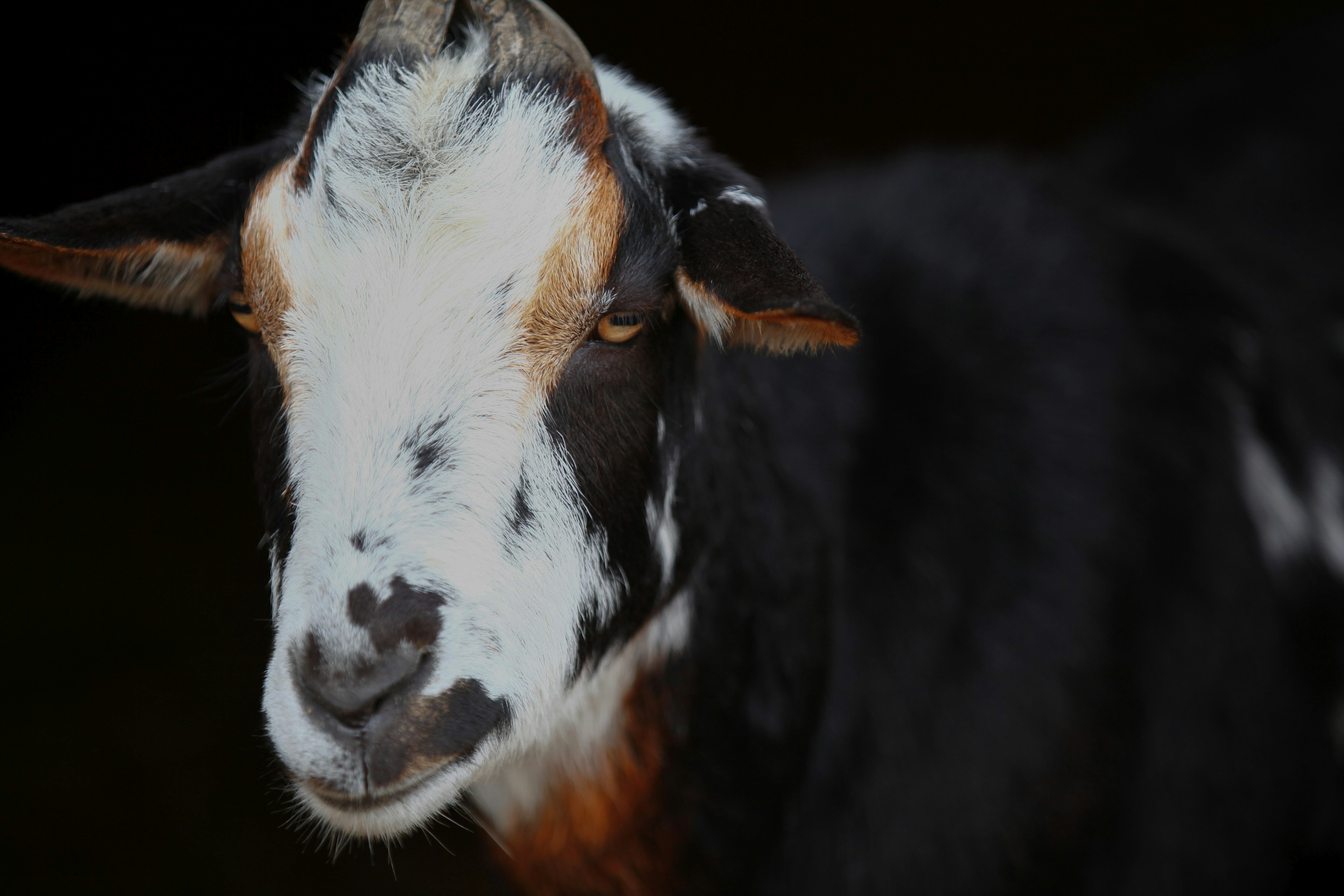 Close-up of a goat's face featuring distinctive black and white patterns