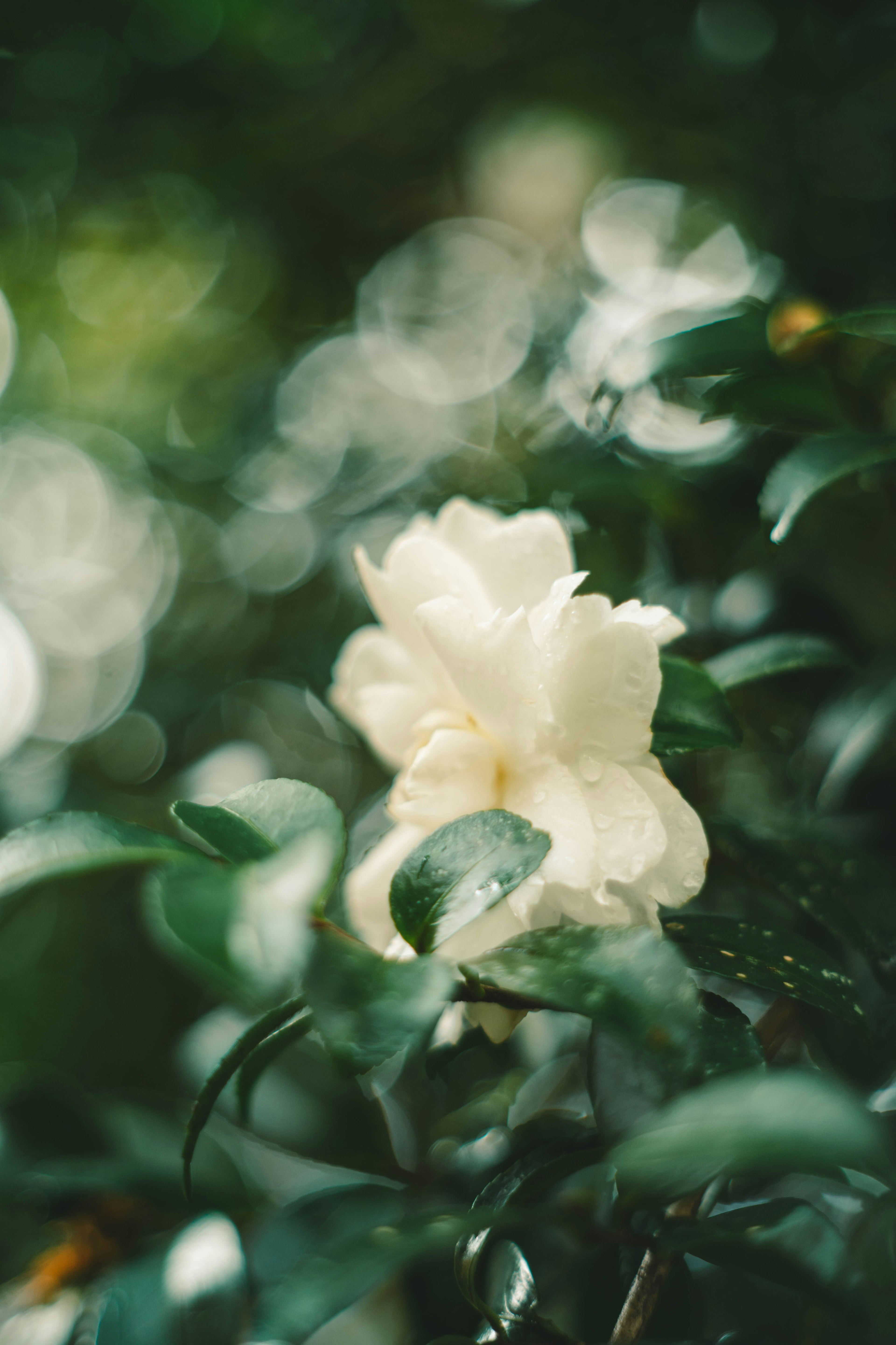 Blurred image of a white flower blooming among green leaves