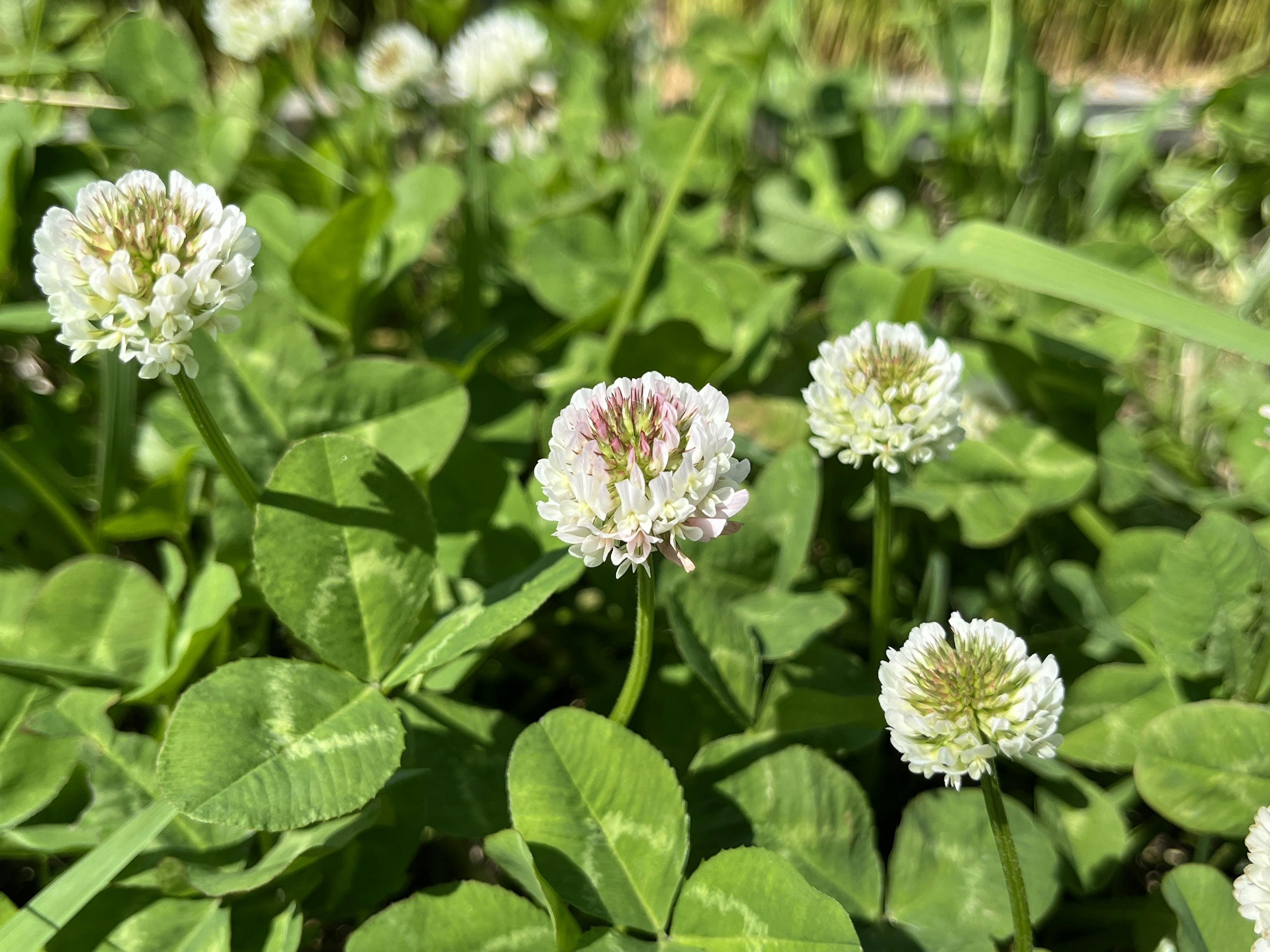 白いクローバーの花が緑の葉の中に咲いている