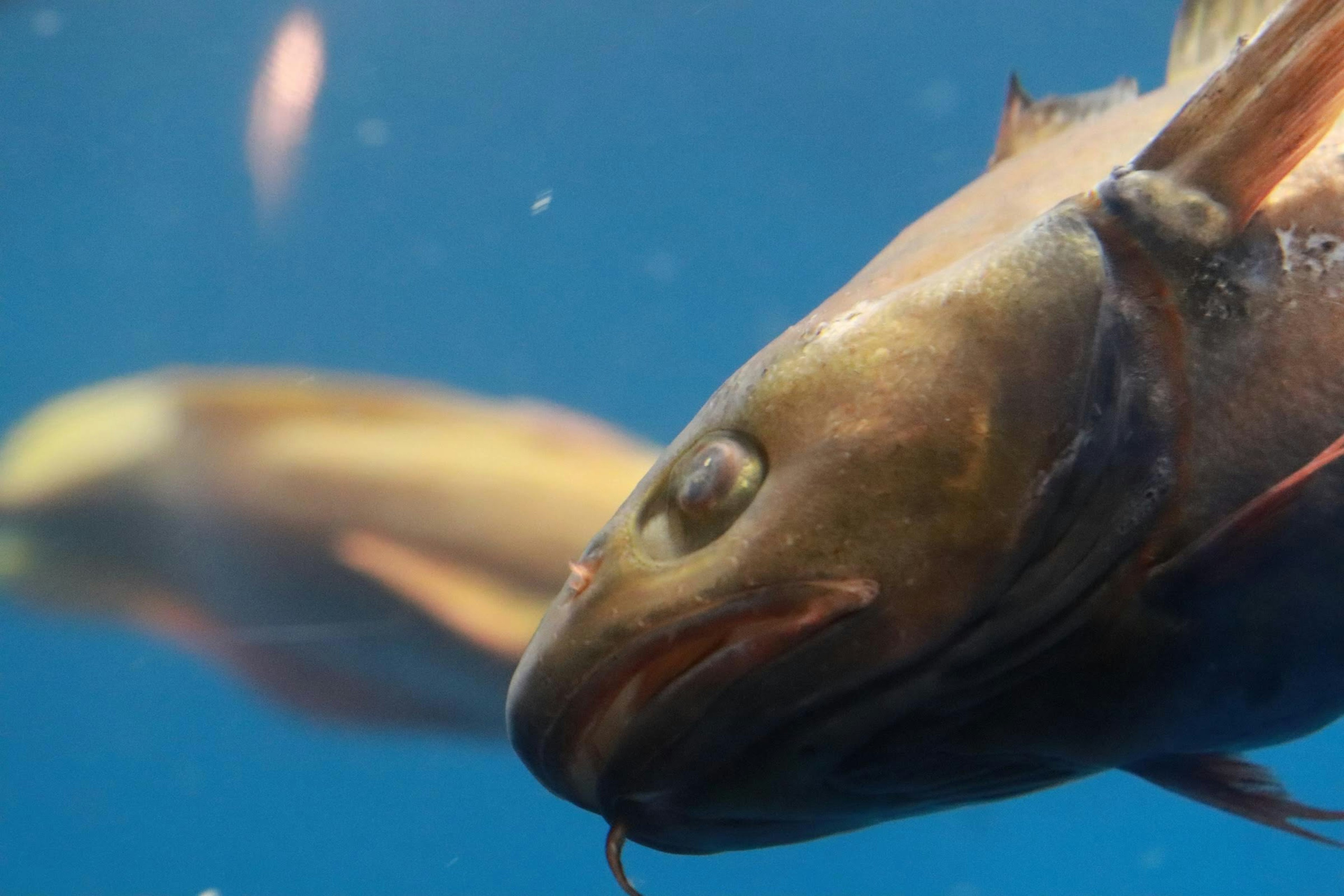 Nahaufnahme eines Fisches, der in lebhaftem blauen Wasser schwimmt