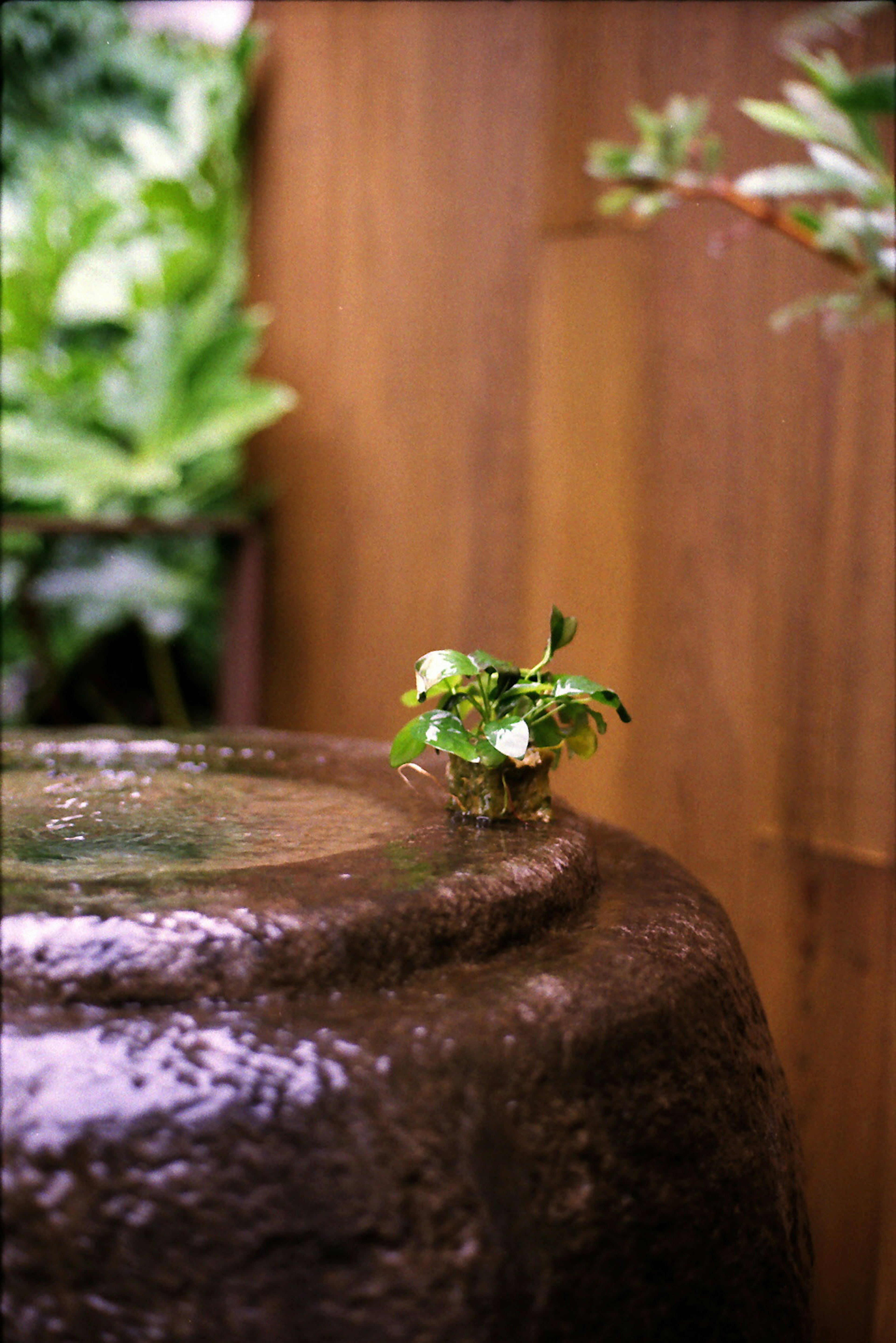 A garden scene featuring an old water basin with small plants on top