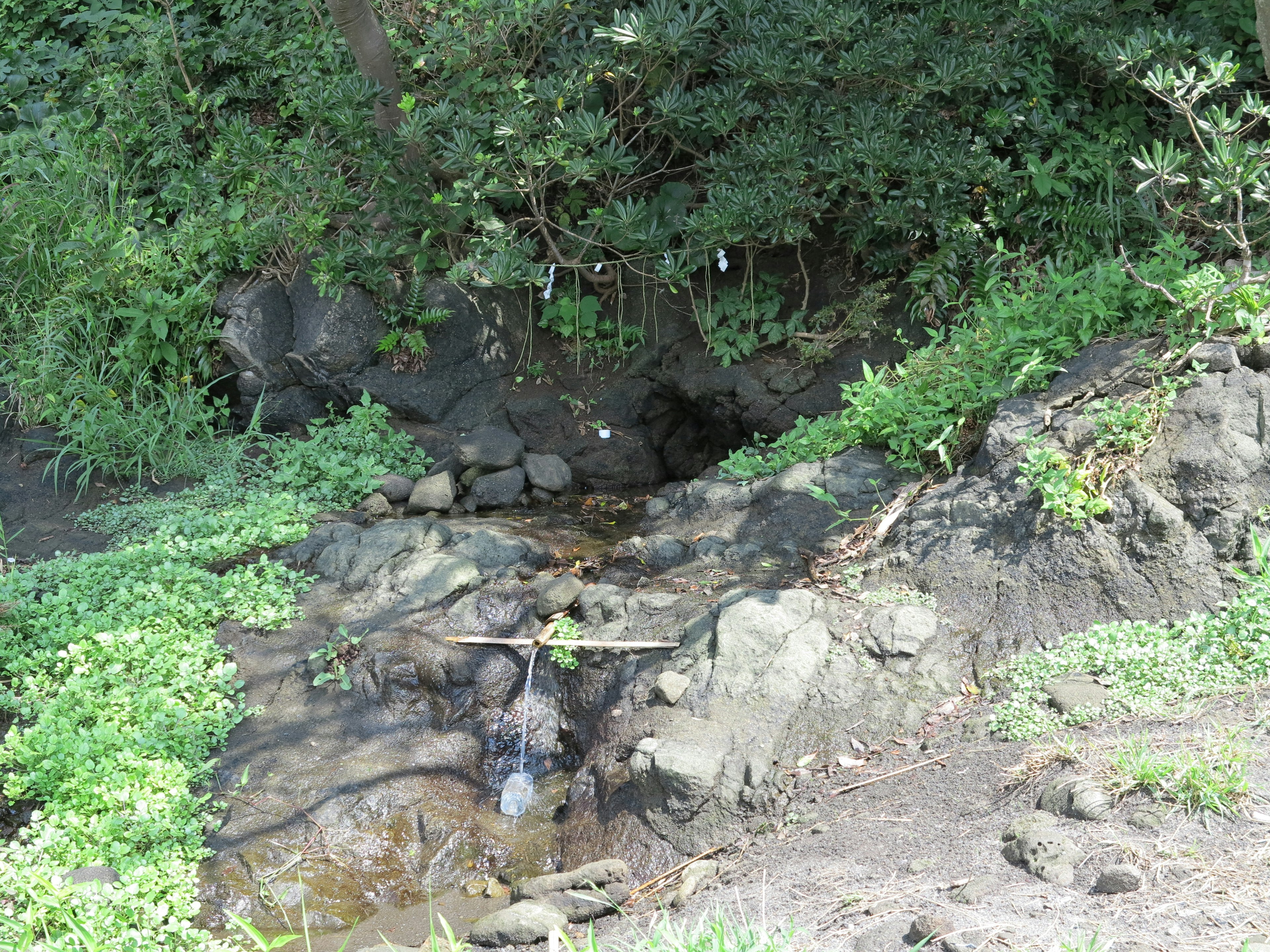 緑に囲まれた小さな水源と岩の風景