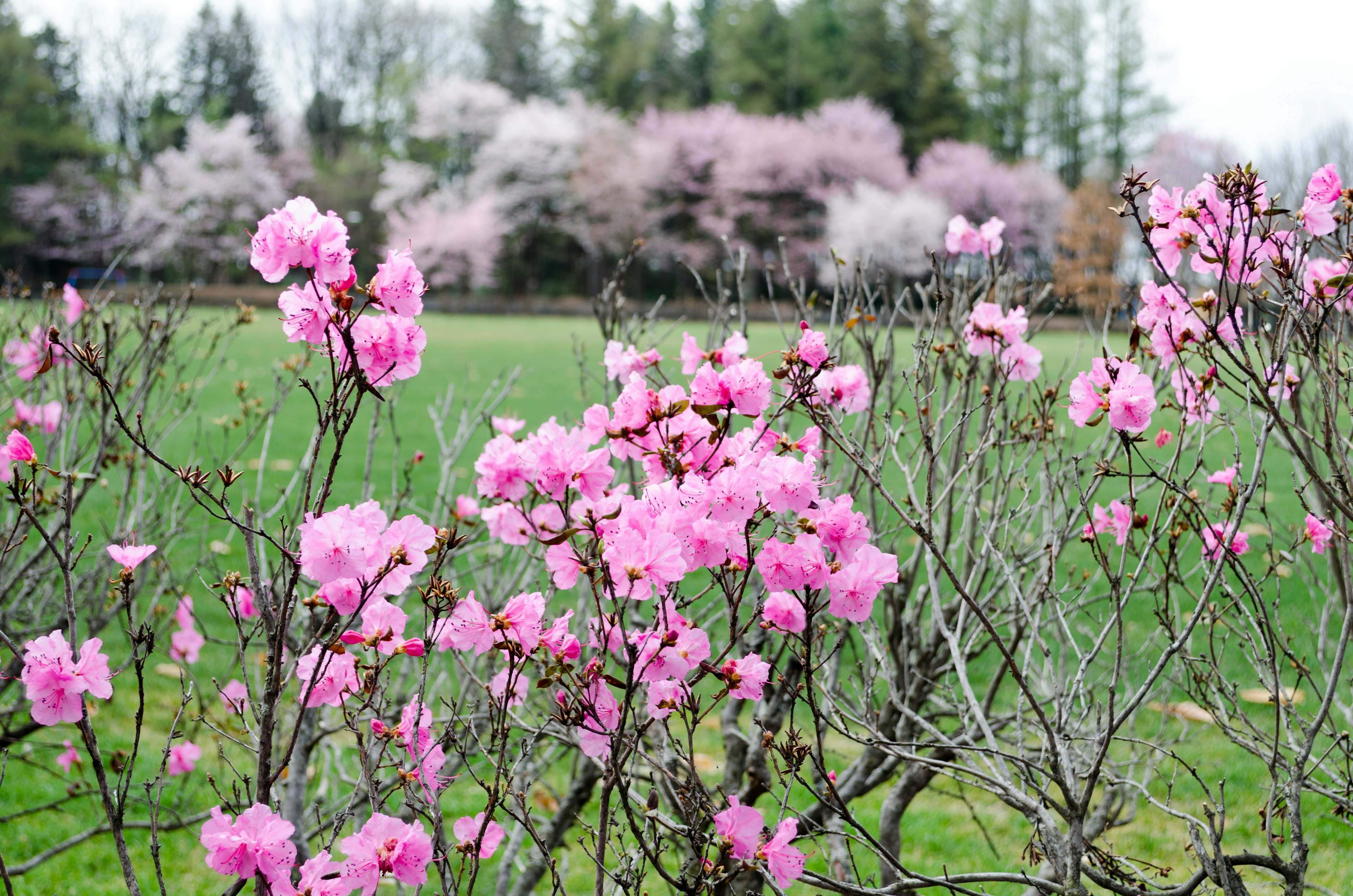 ピンクの花が咲いた低木が広がる緑の草原の風景