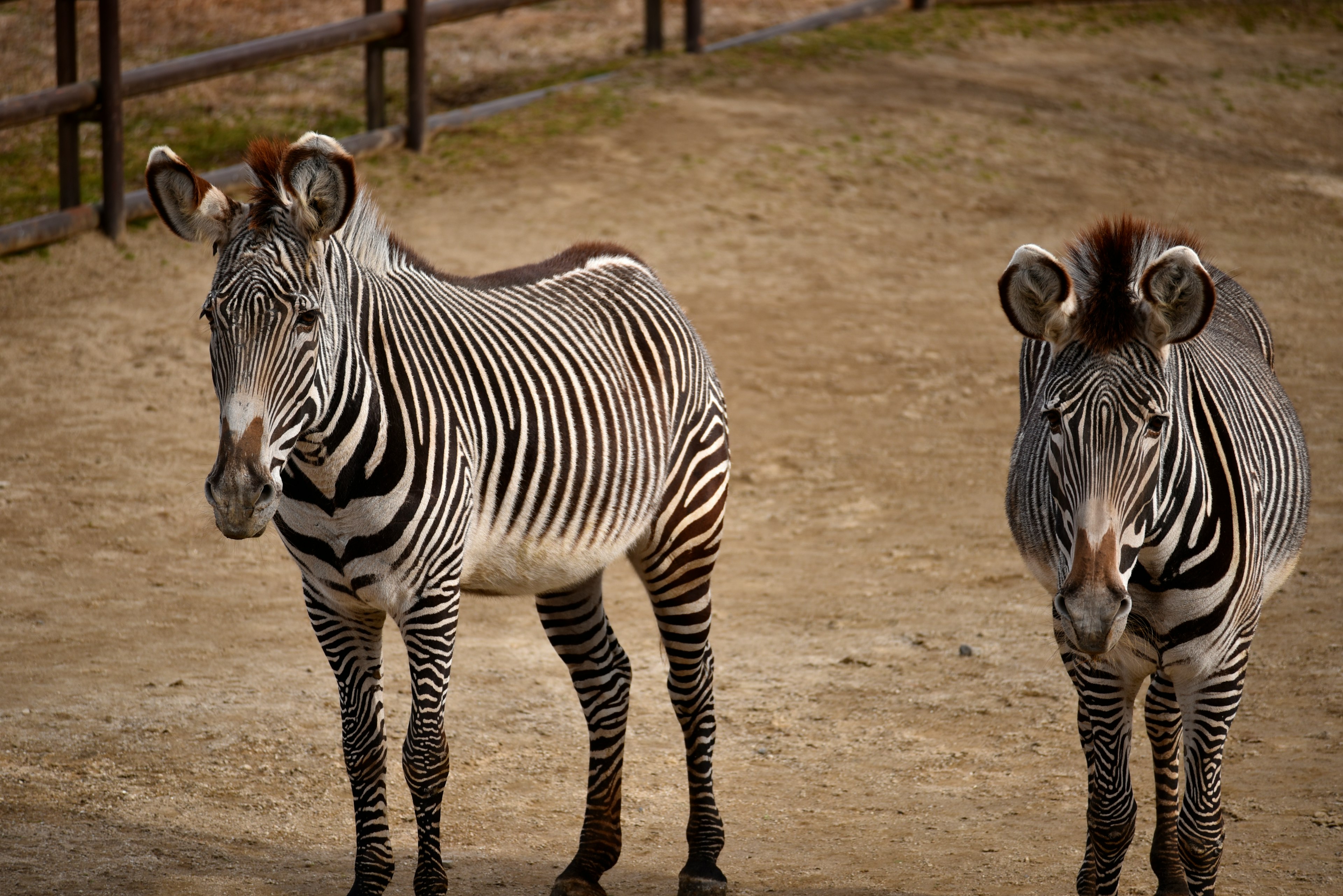 Due zebre in piedi affiancate che mostrano i loro distintivi motivi a strisce e lo sfondo terroso