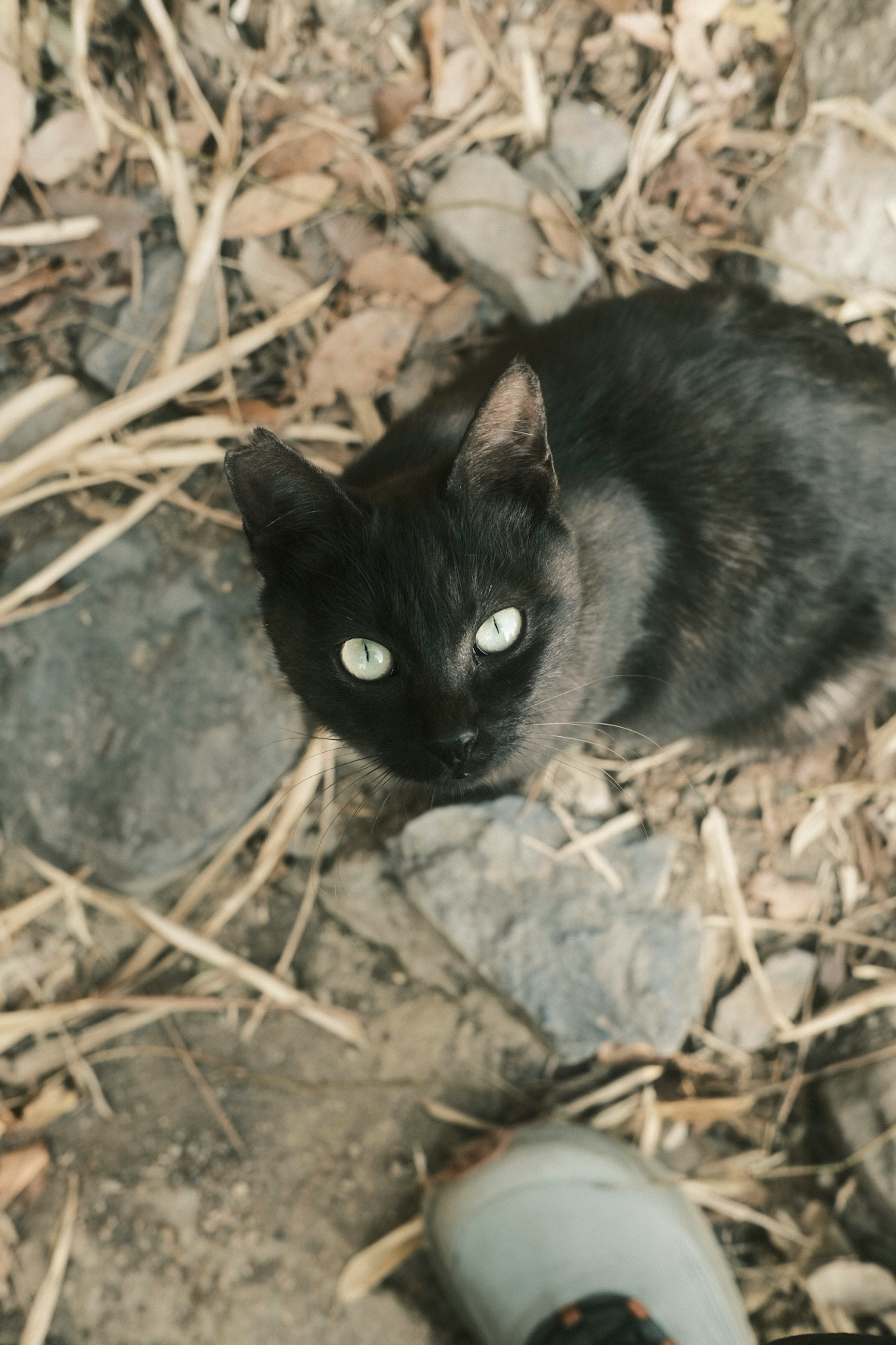 黒い猫が岩の上に寝ている