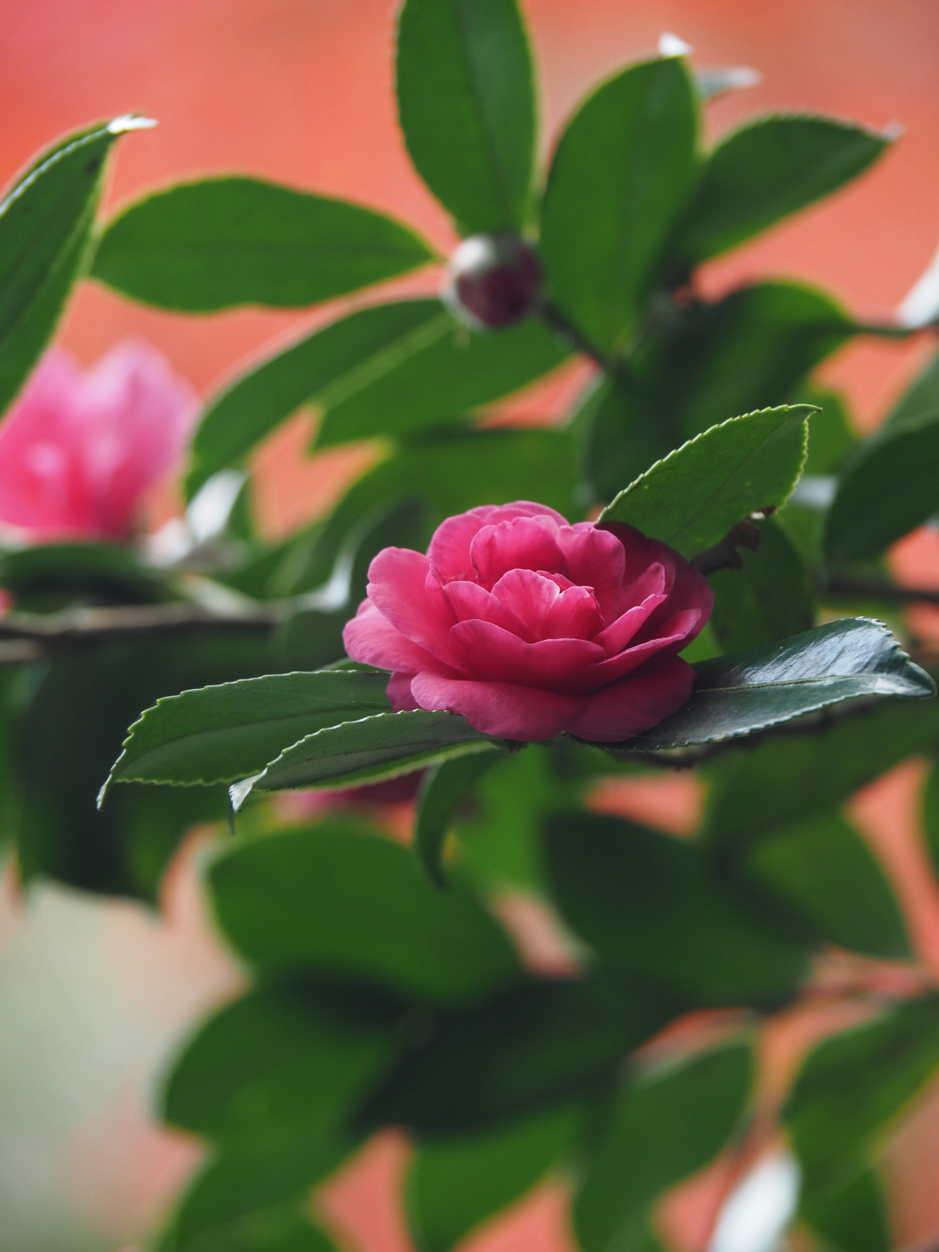 Close-up of a plant with green leaves and a pink flower