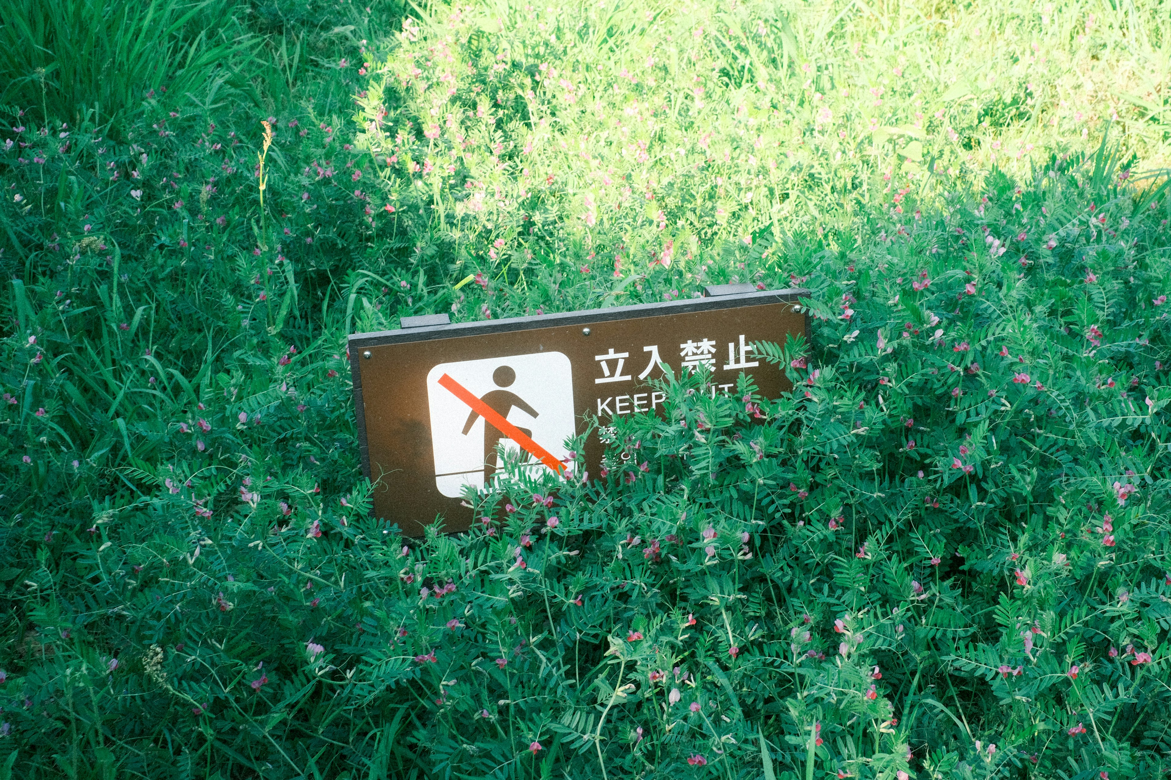 No entry sign partially hidden in green grass