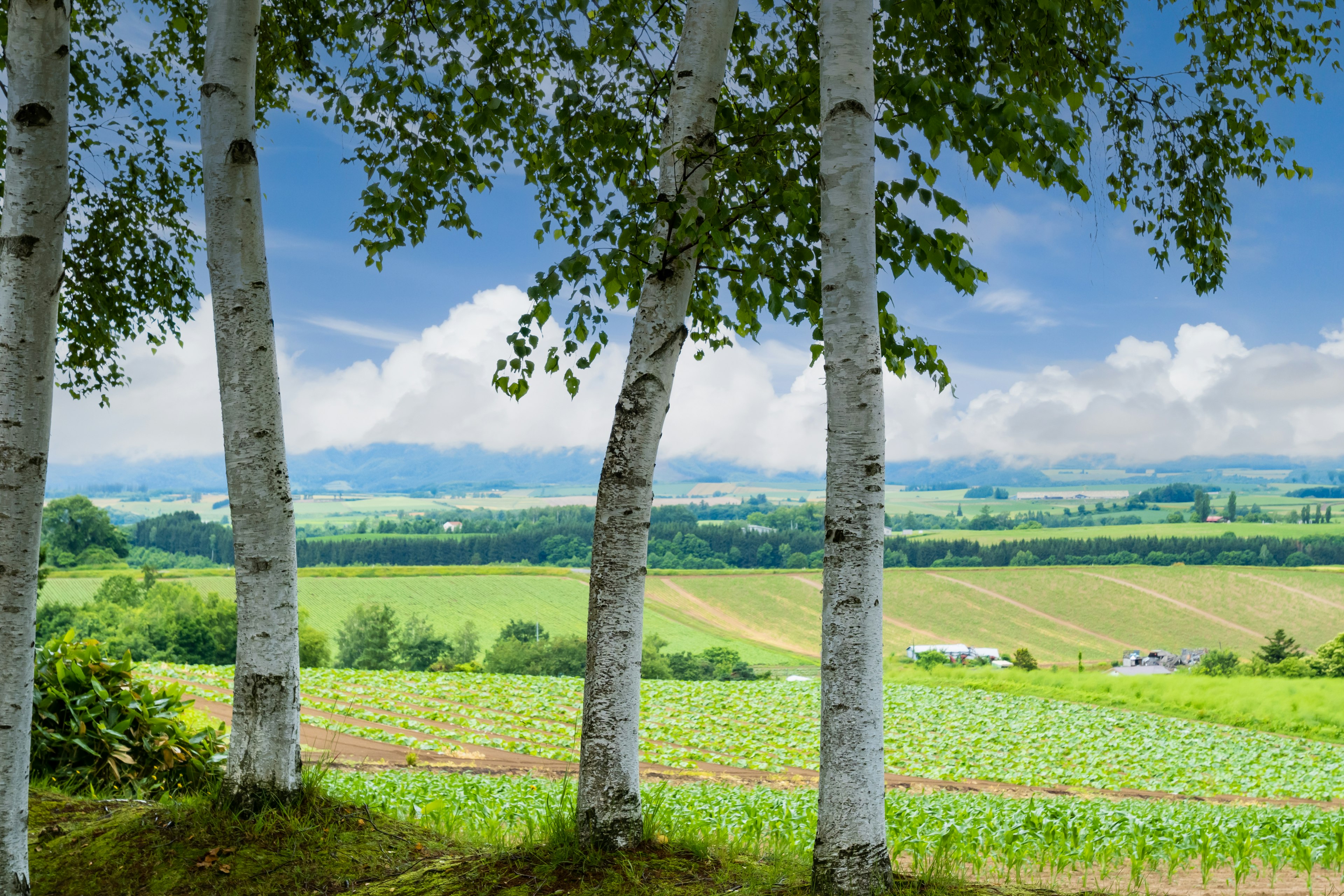 Alberi di betulla che incorniciano un paesaggio bellissimo con campi verdi e cielo azzurro