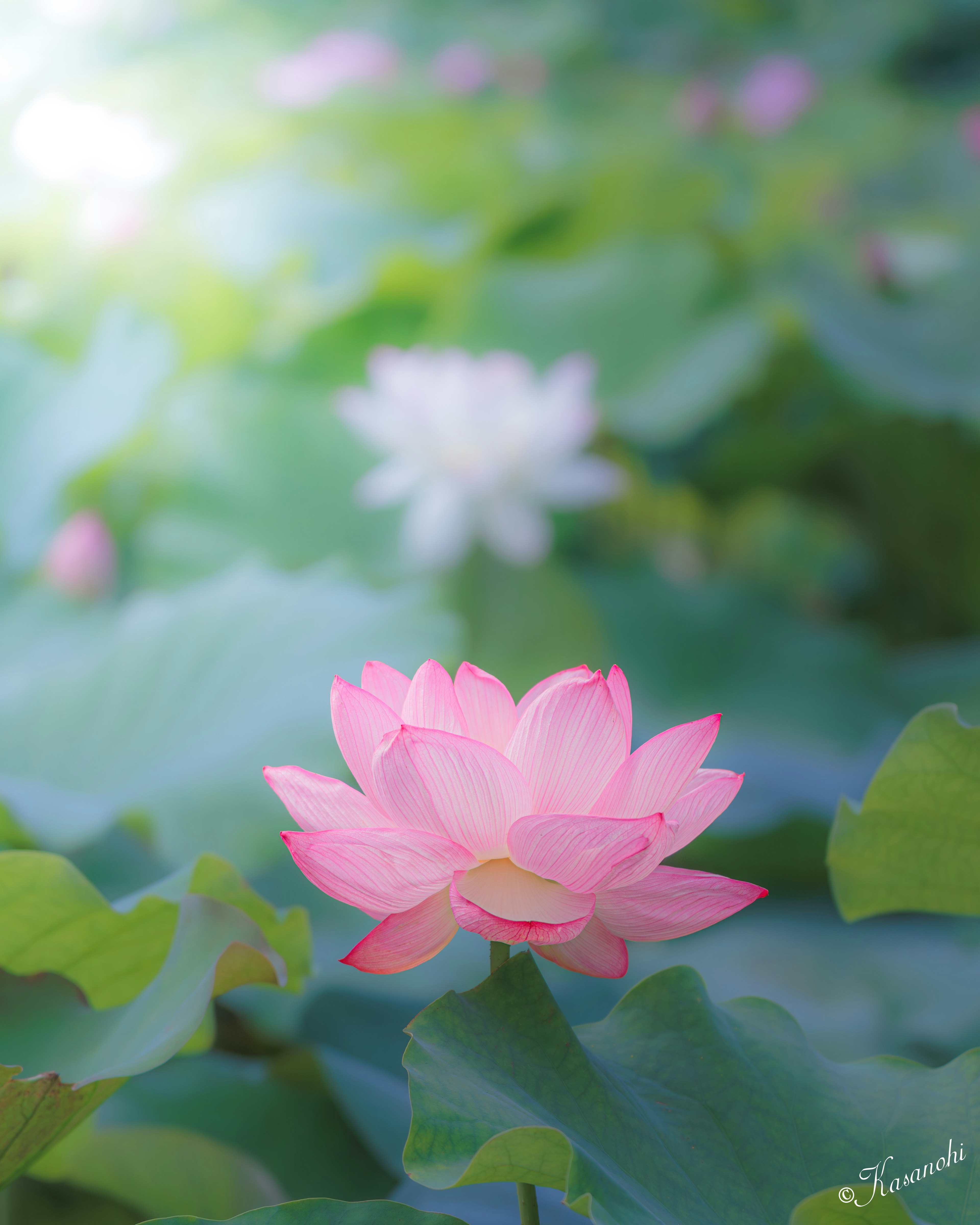 Scène magnifique de fleur de lotus rose et fleur de lotus blanc fleurissant dans un étang