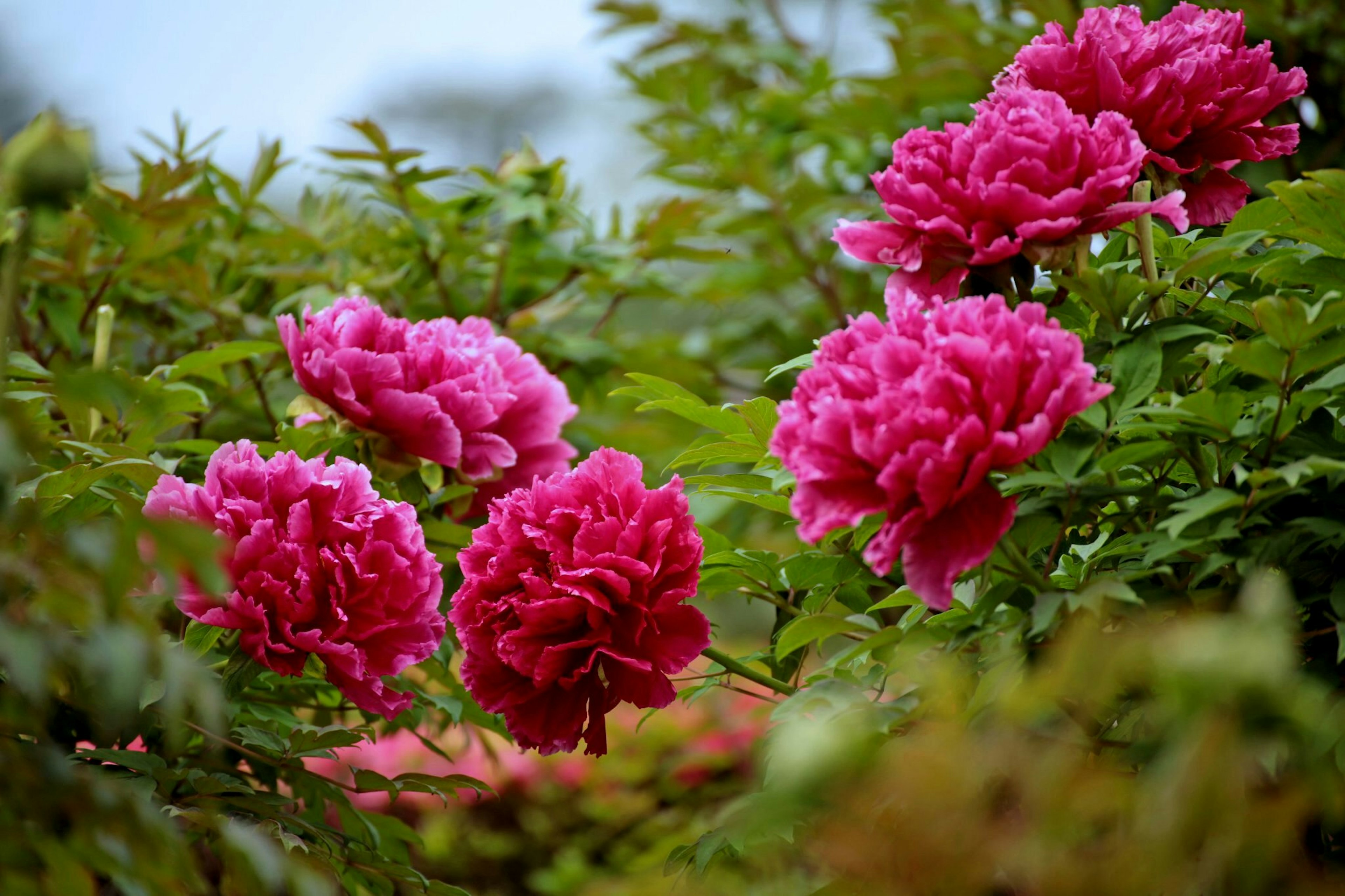 Bunga peony merah muda cerah mekar di antara daun hijau