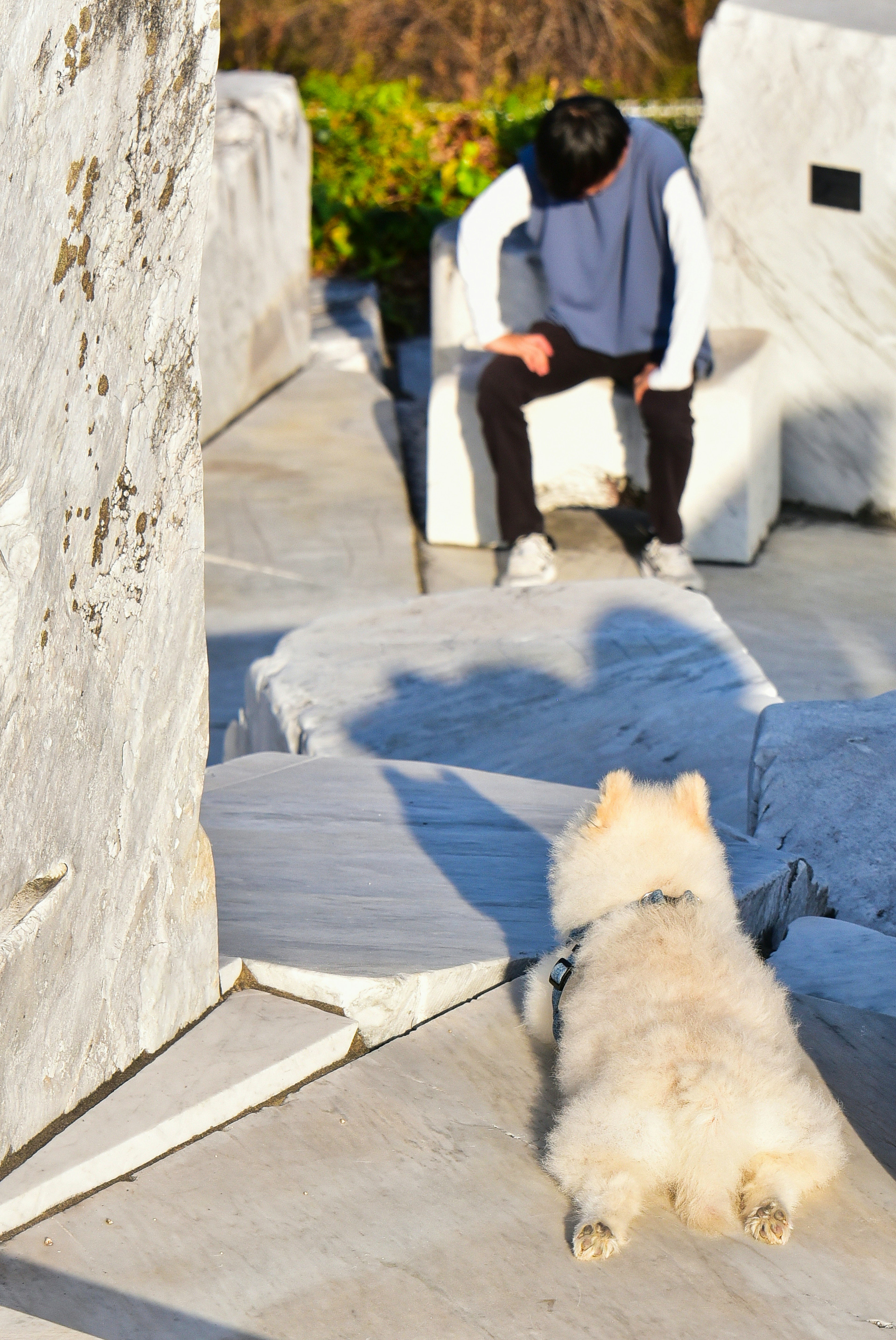 A white dog watching a seated person in a marble setting