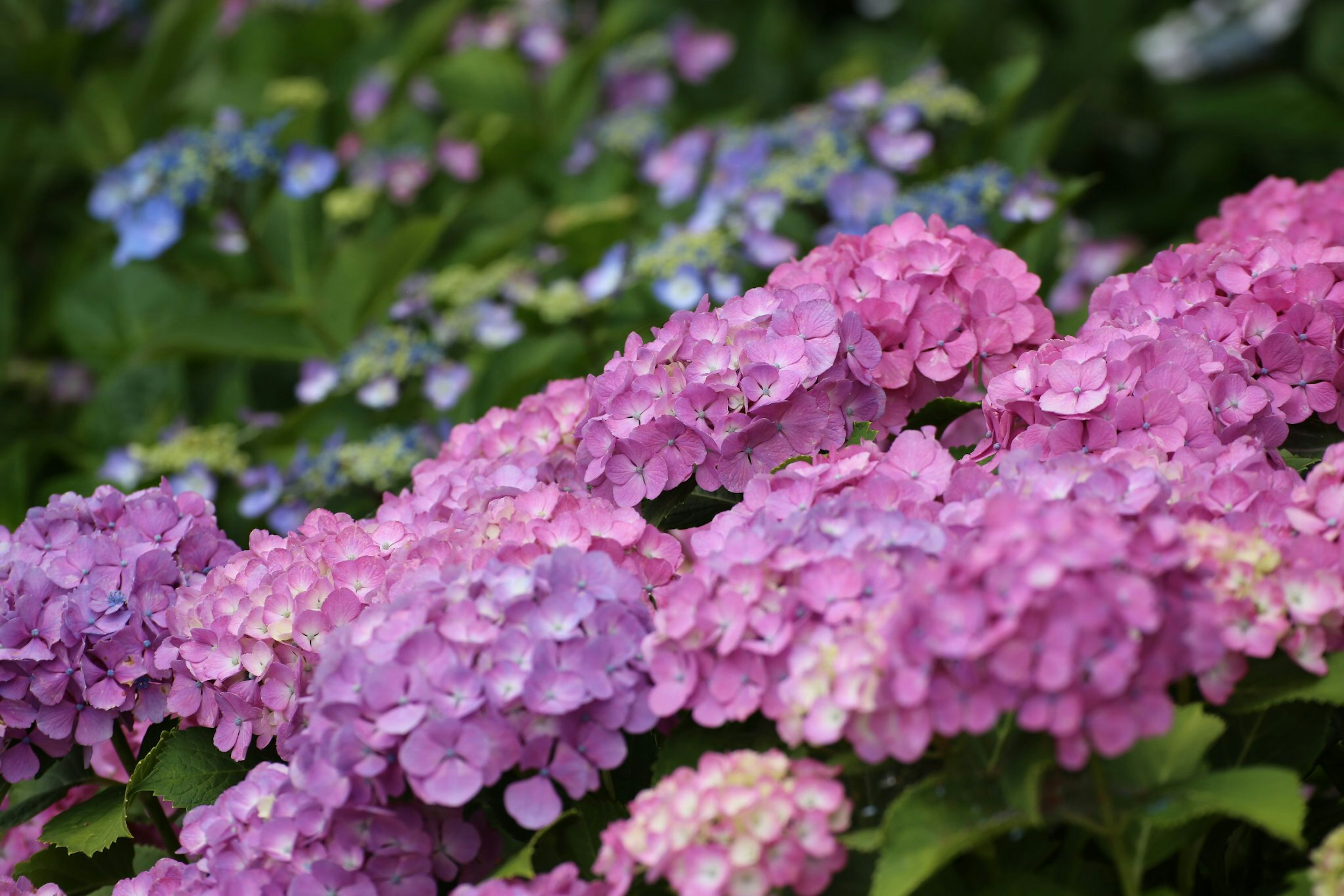 Flores de hortensia coloridas en plena floración