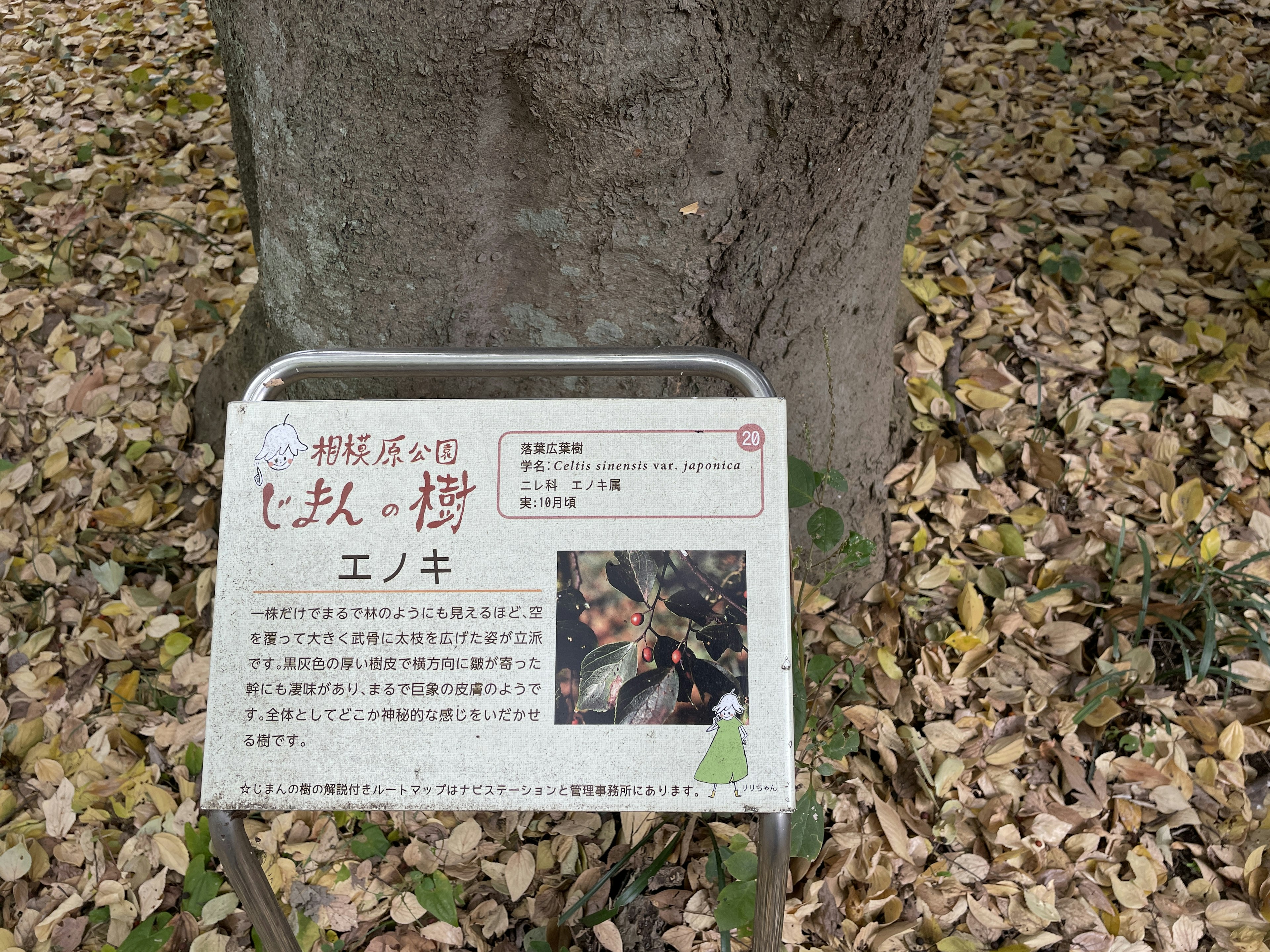 Information sign under a tree surrounded by fallen leaves