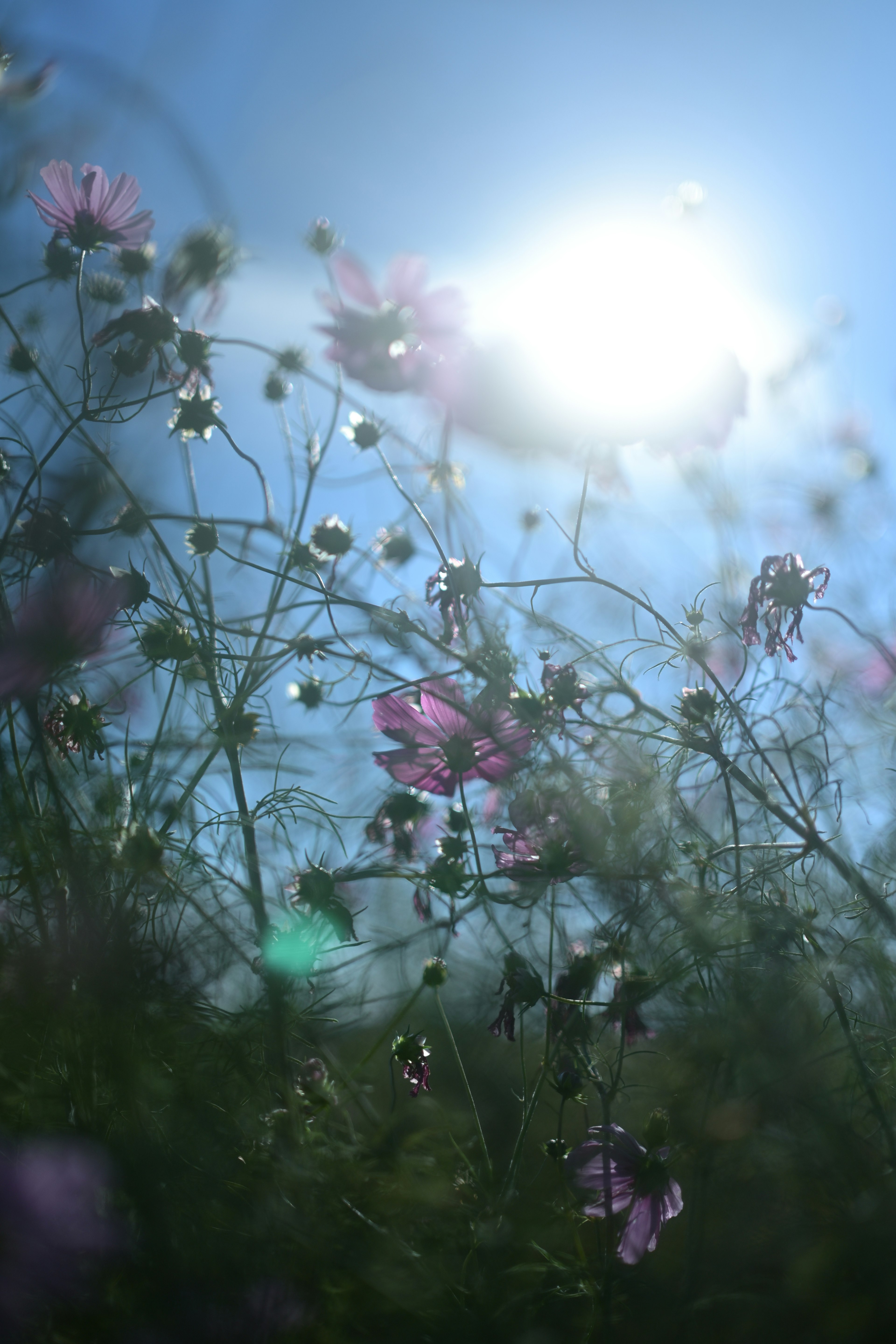 Flores rosas delicadas iluminadas por la luz del sol contra un cielo azul