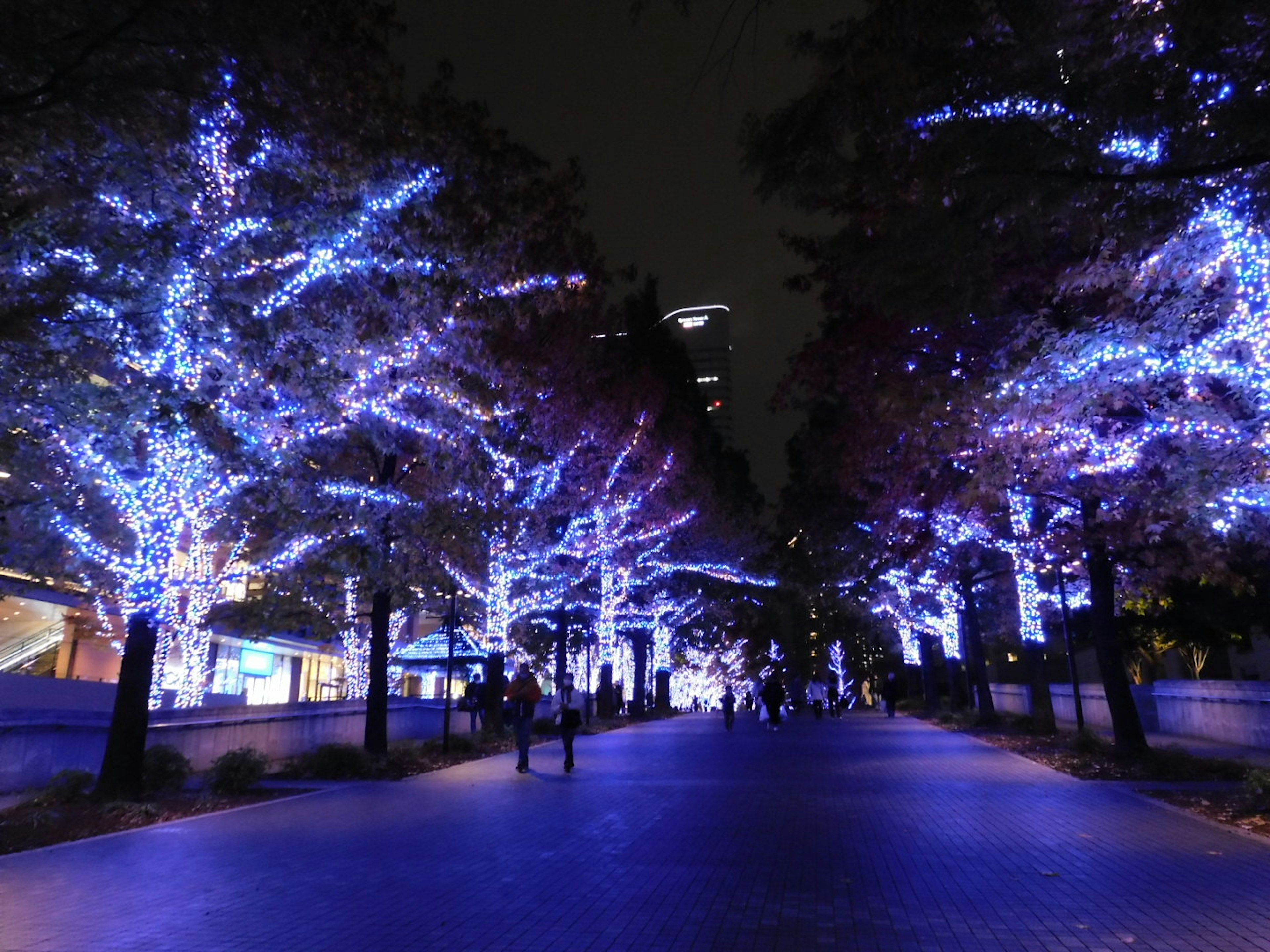 A pathway lined with trees illuminated by blue lights at night