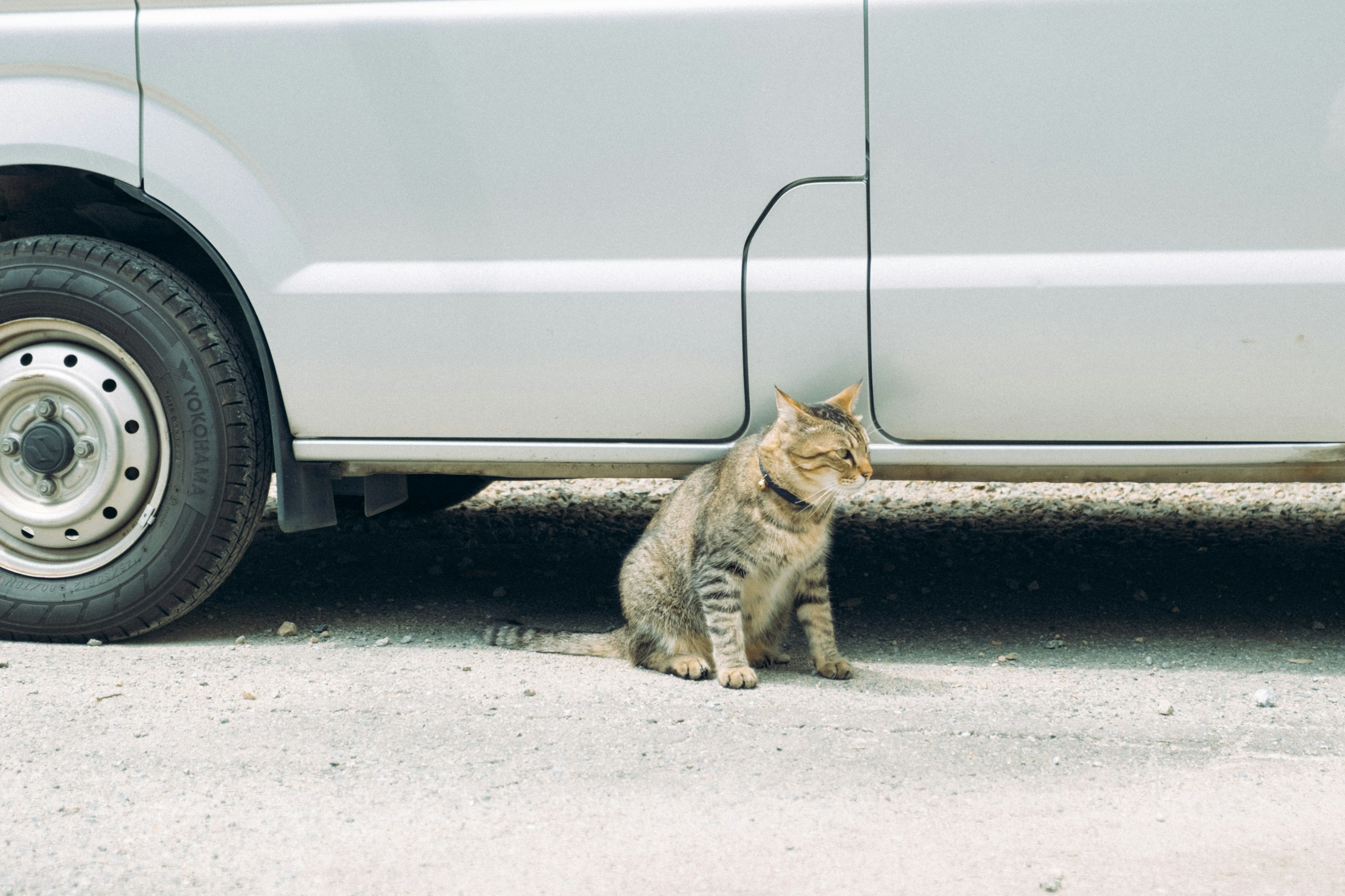 車の下に座っている猫の写真