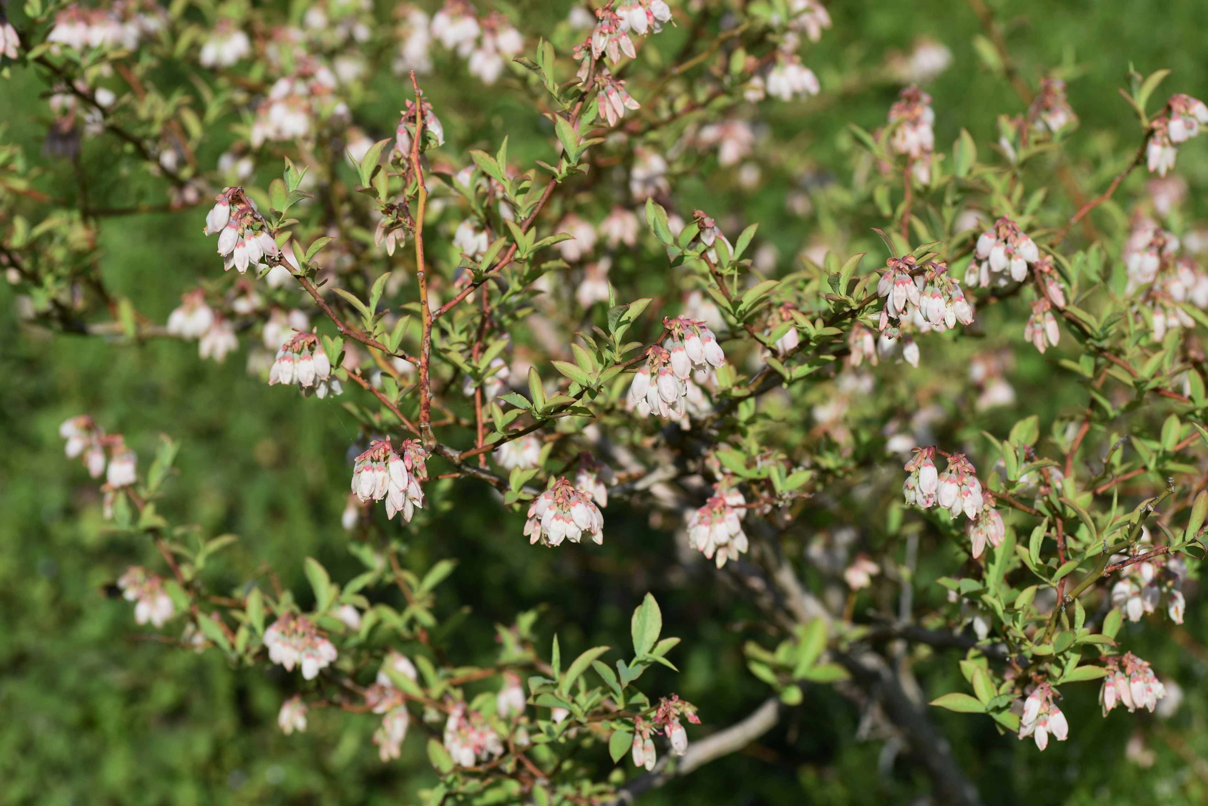 Foto close-up dari semak blueberry yang berbunga