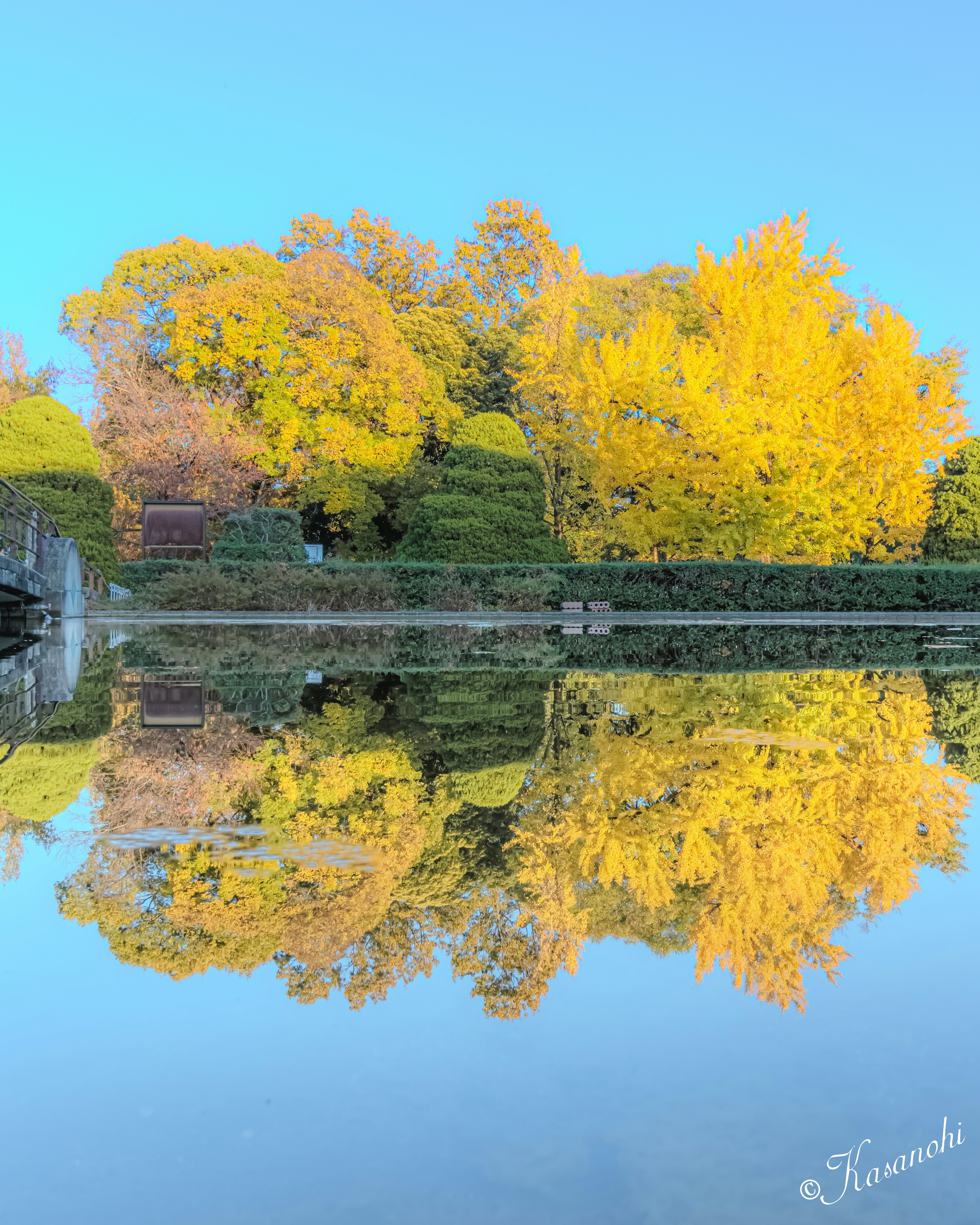 Beautiful yellow trees reflected in the water