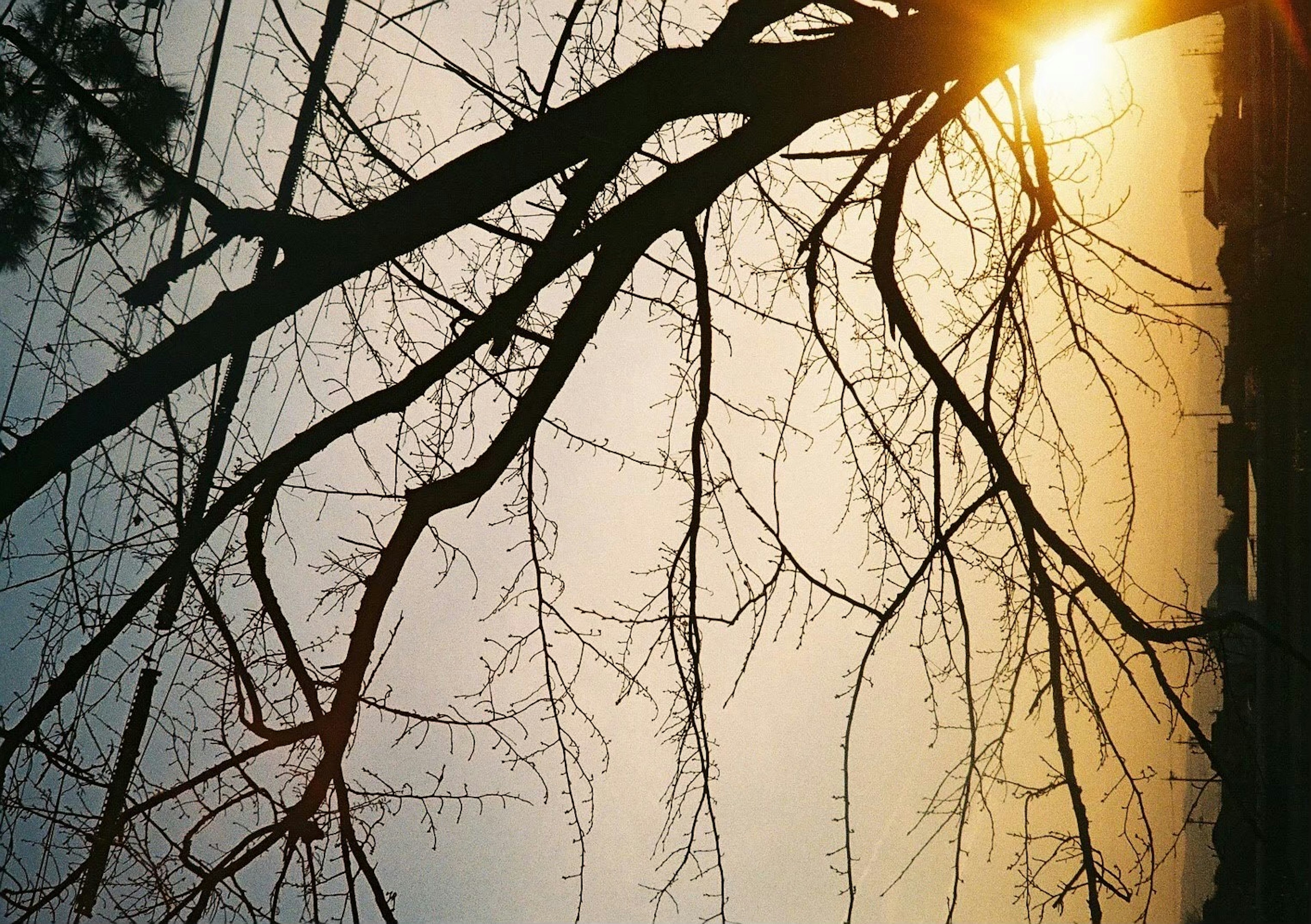 Branches d'arbre en silhouette contre un coucher de soleil