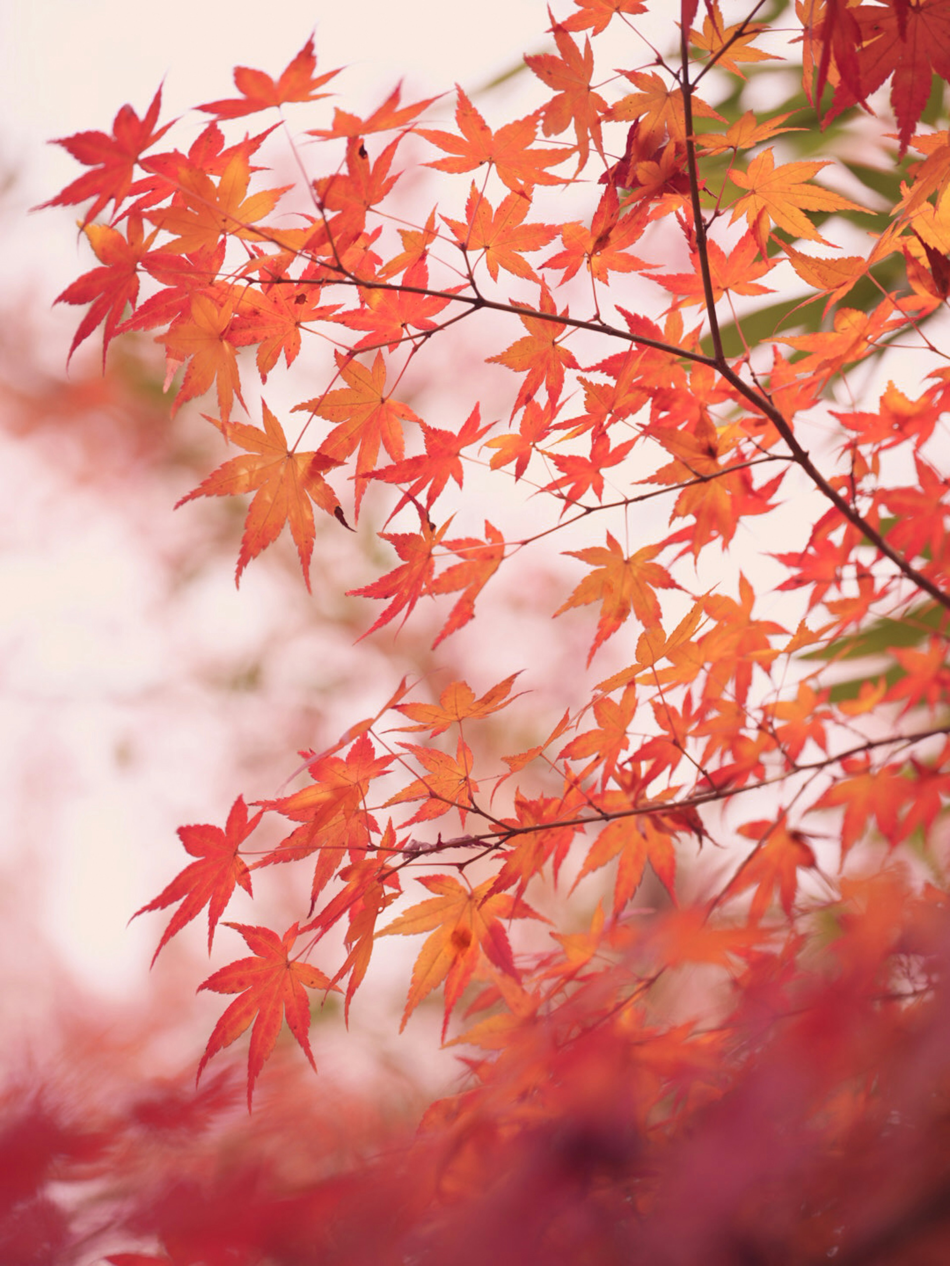 紅葉したカエデの葉が美しい秋の風景