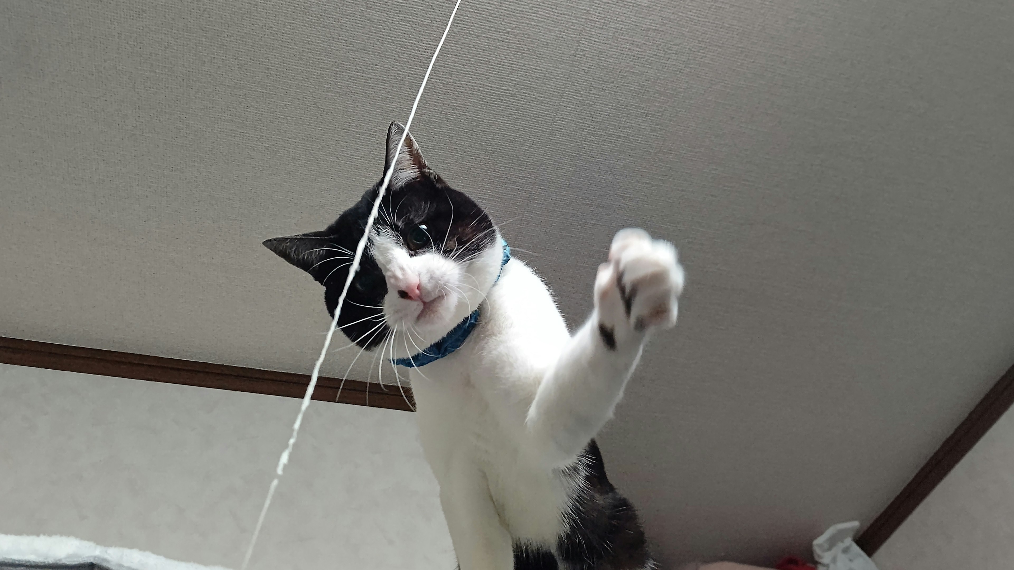 Cat reaching for a string from above