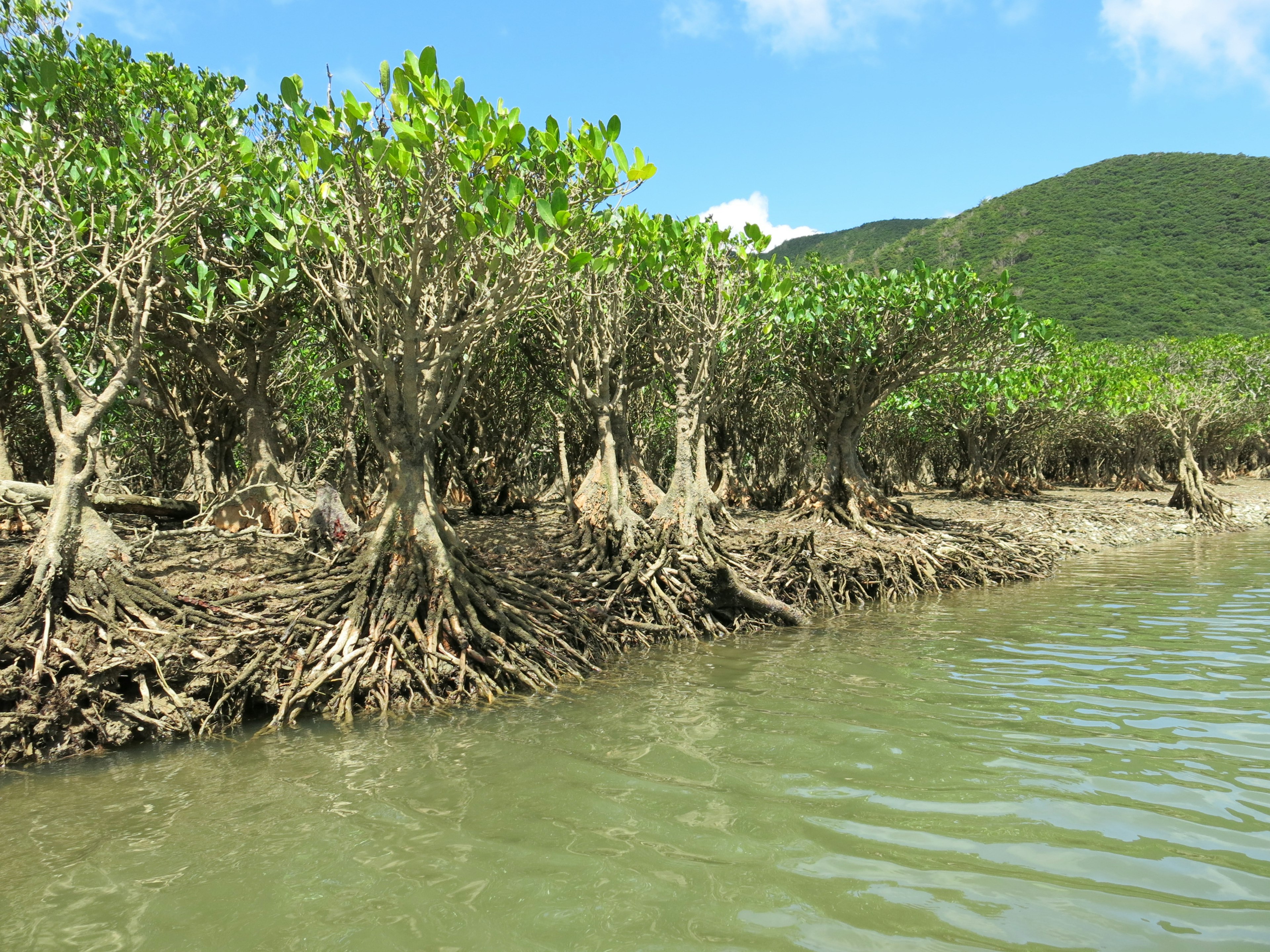 Árboles de manglar a lo largo de la orilla en un paisaje exuberante