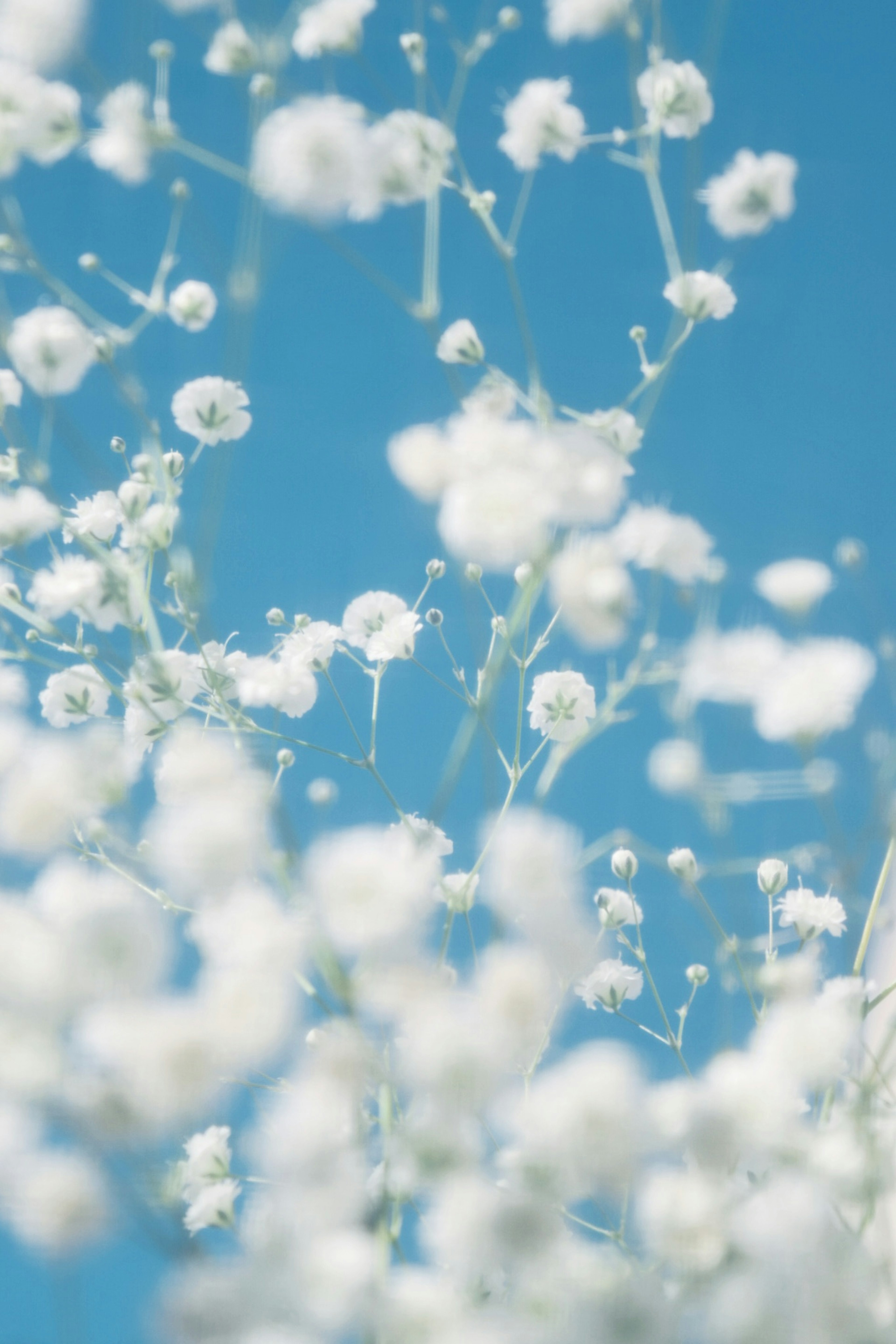 青空の下で白い小花が咲いている様子