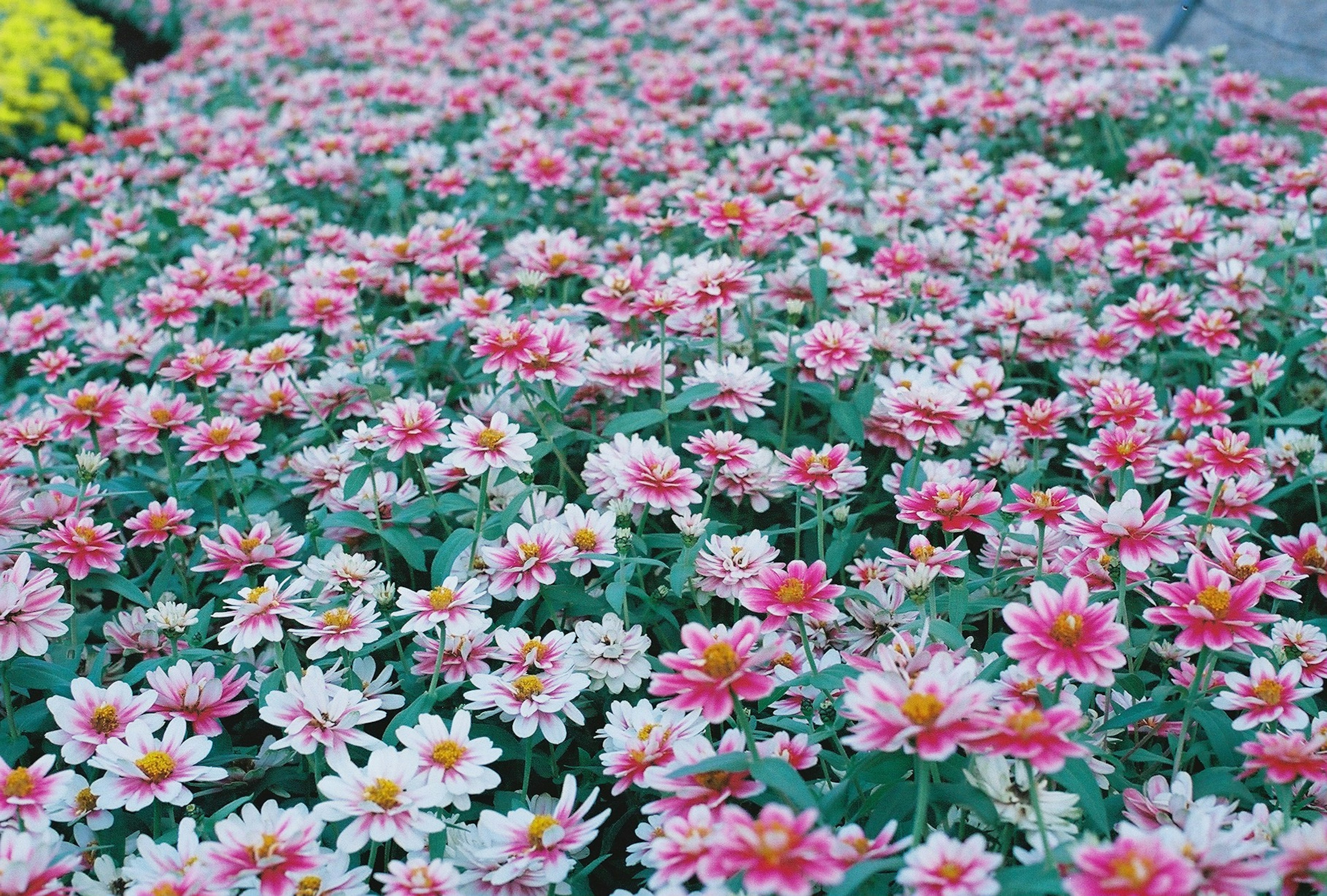 色とりどりの花が咲き誇る風景 鮮やかなピンクと白の花が特徴的