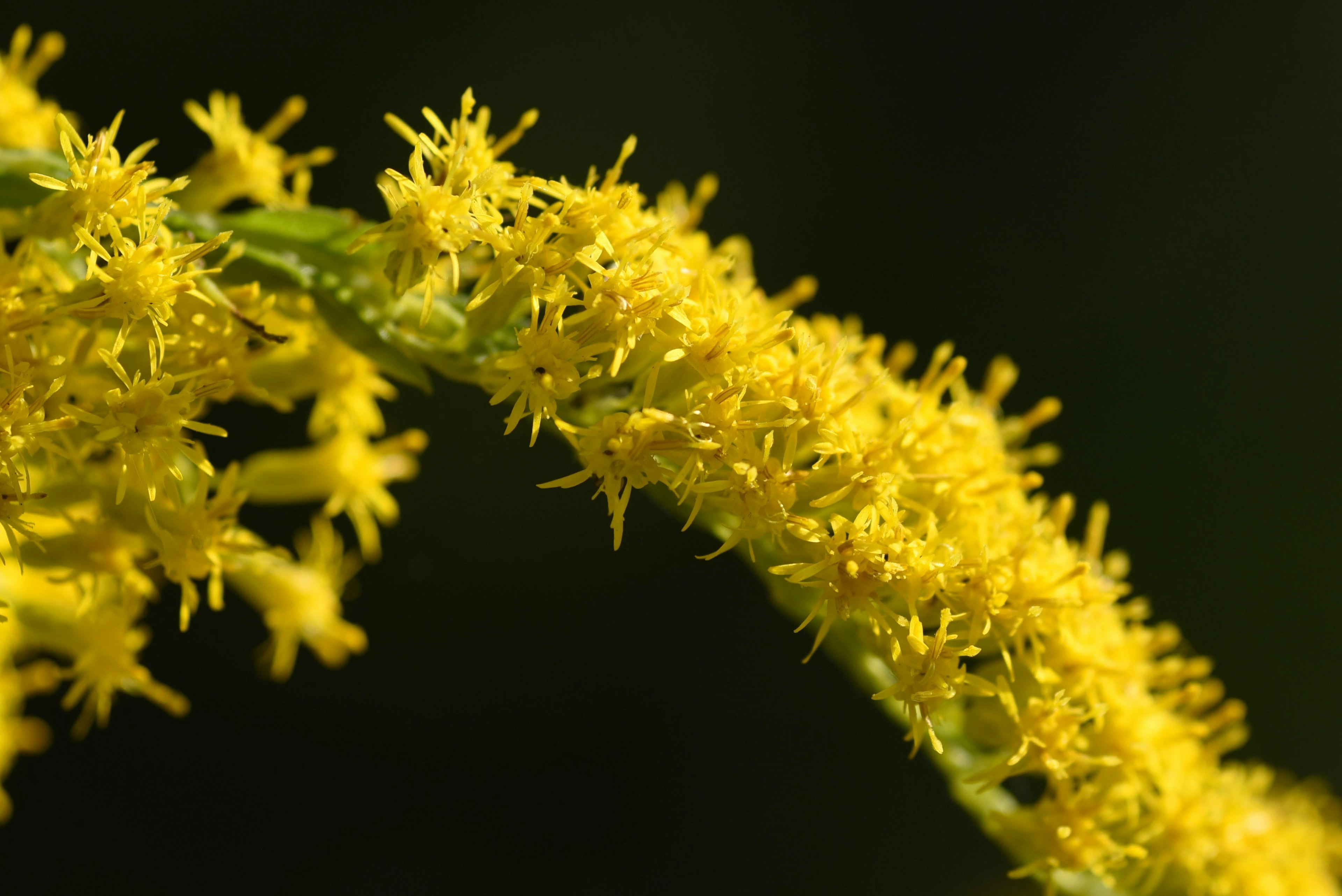 Close-up of a plant with blooming yellow flowers